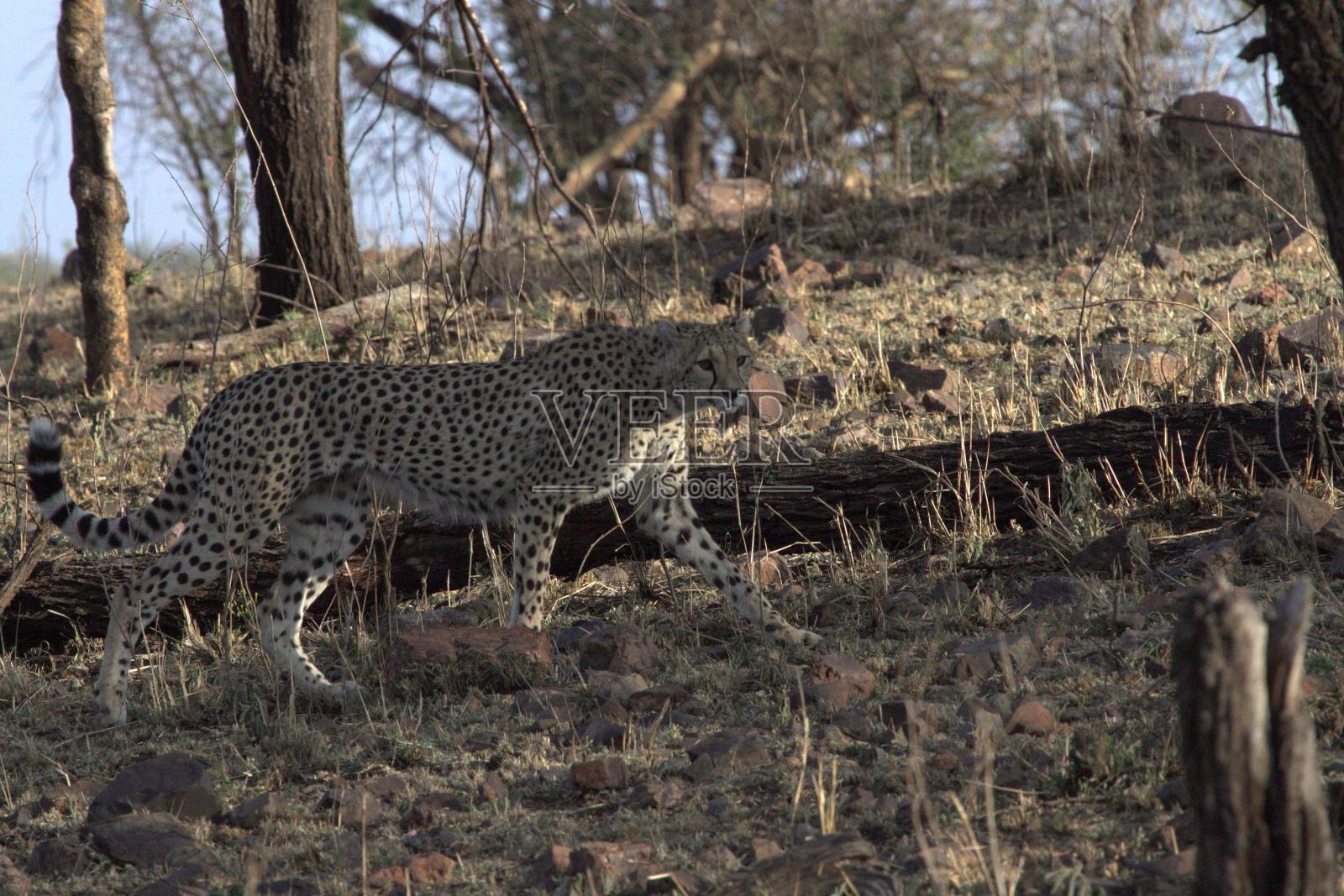 猎豹走照片摄影图片