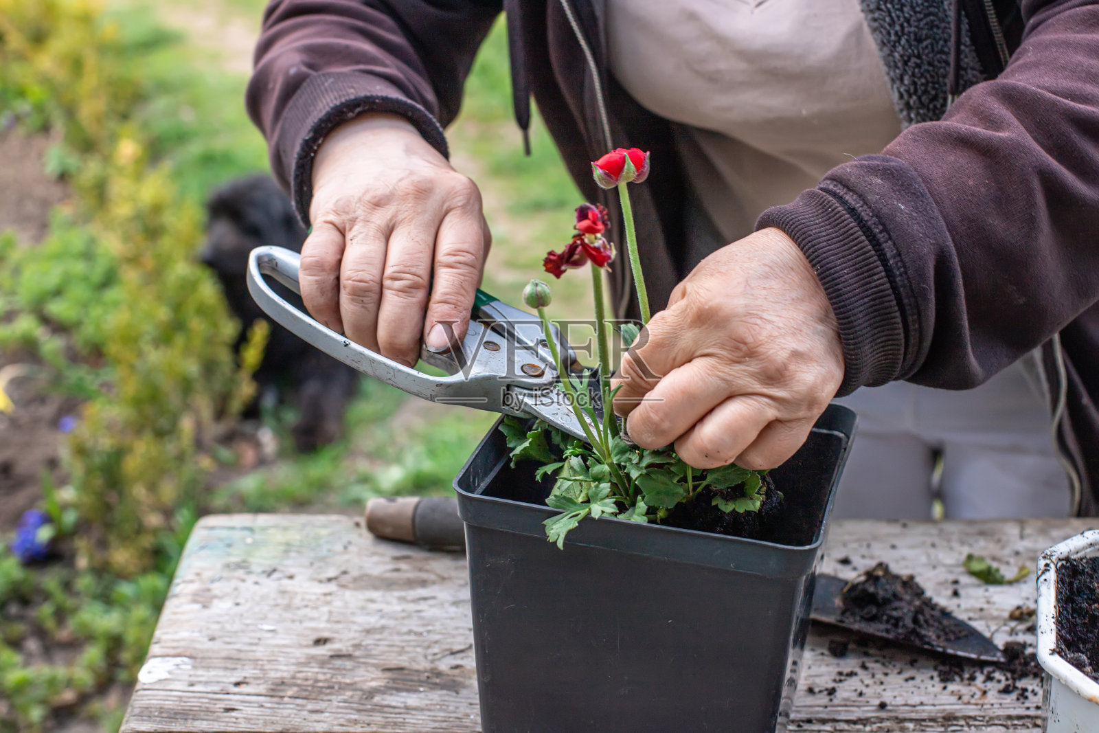 农夫的手正用花园剪刀修剪着一朵枯萎的丑陋的亚洲毛茛。照顾花园里的植物。在一年生植物中除去干燥的茎部并形成灌木照片摄影图片