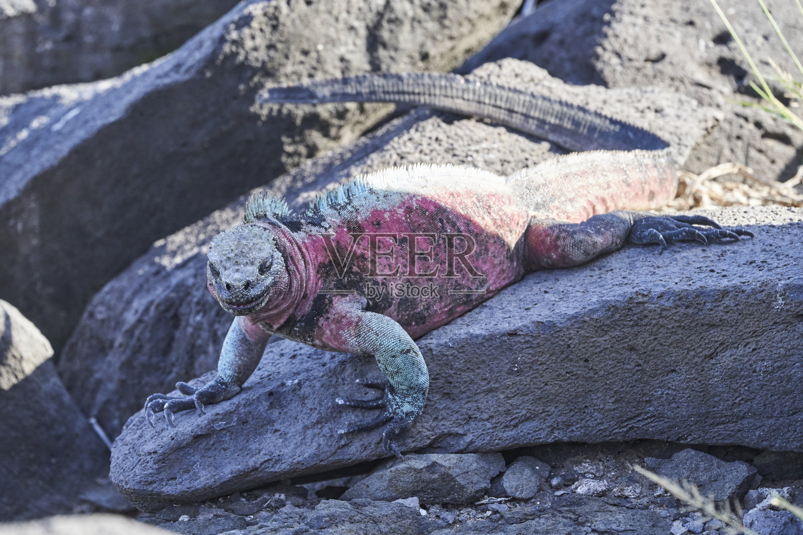 海鬣蜥，也叫Amblyrhynchus cristatus，也叫海，盐水，或Galápagos海鬣蜥坐在加拉帕戈斯群岛的熔岩上吸收阳光照片摄影图片