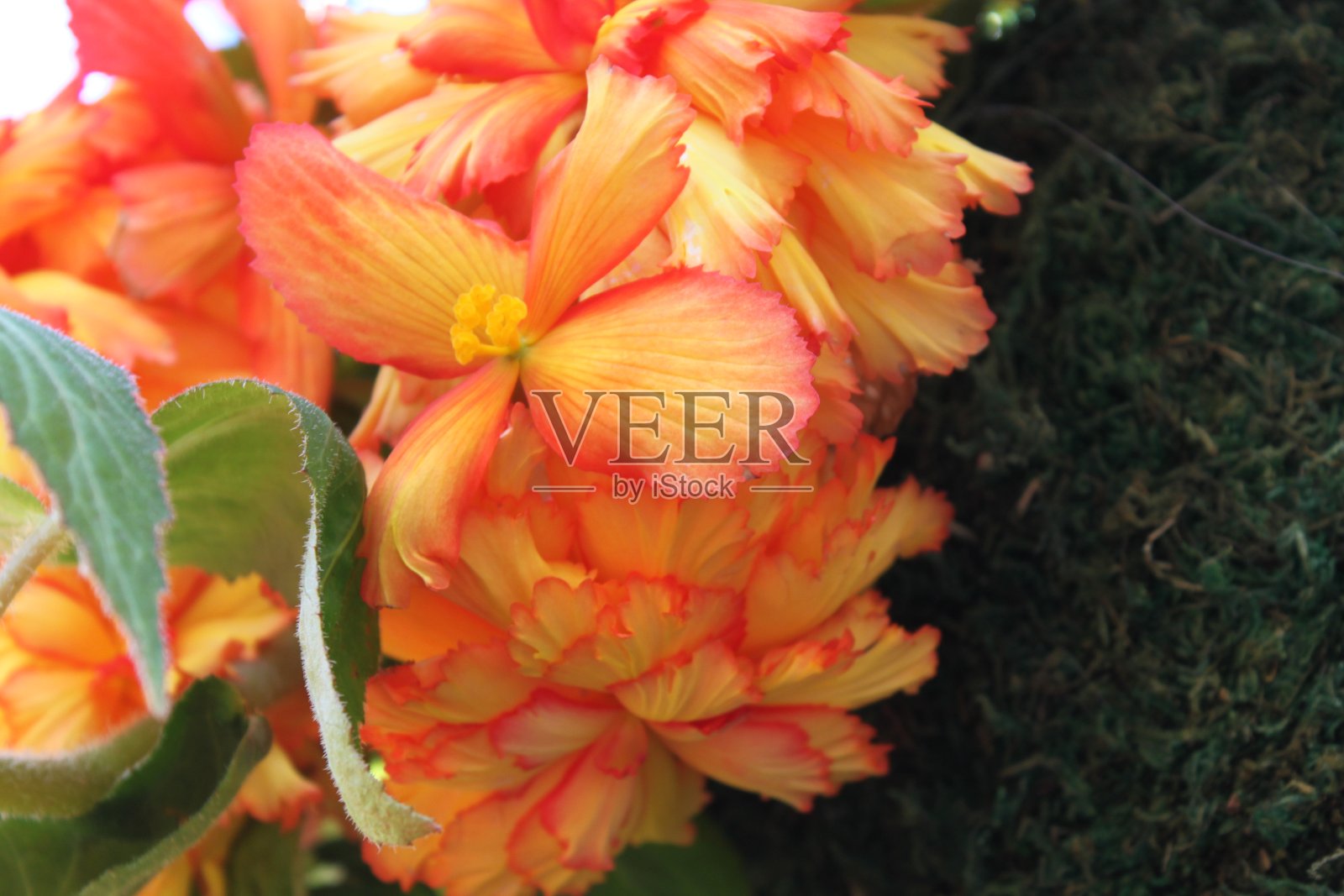 橙色、桃子和黄色的花丛照片摄影图片