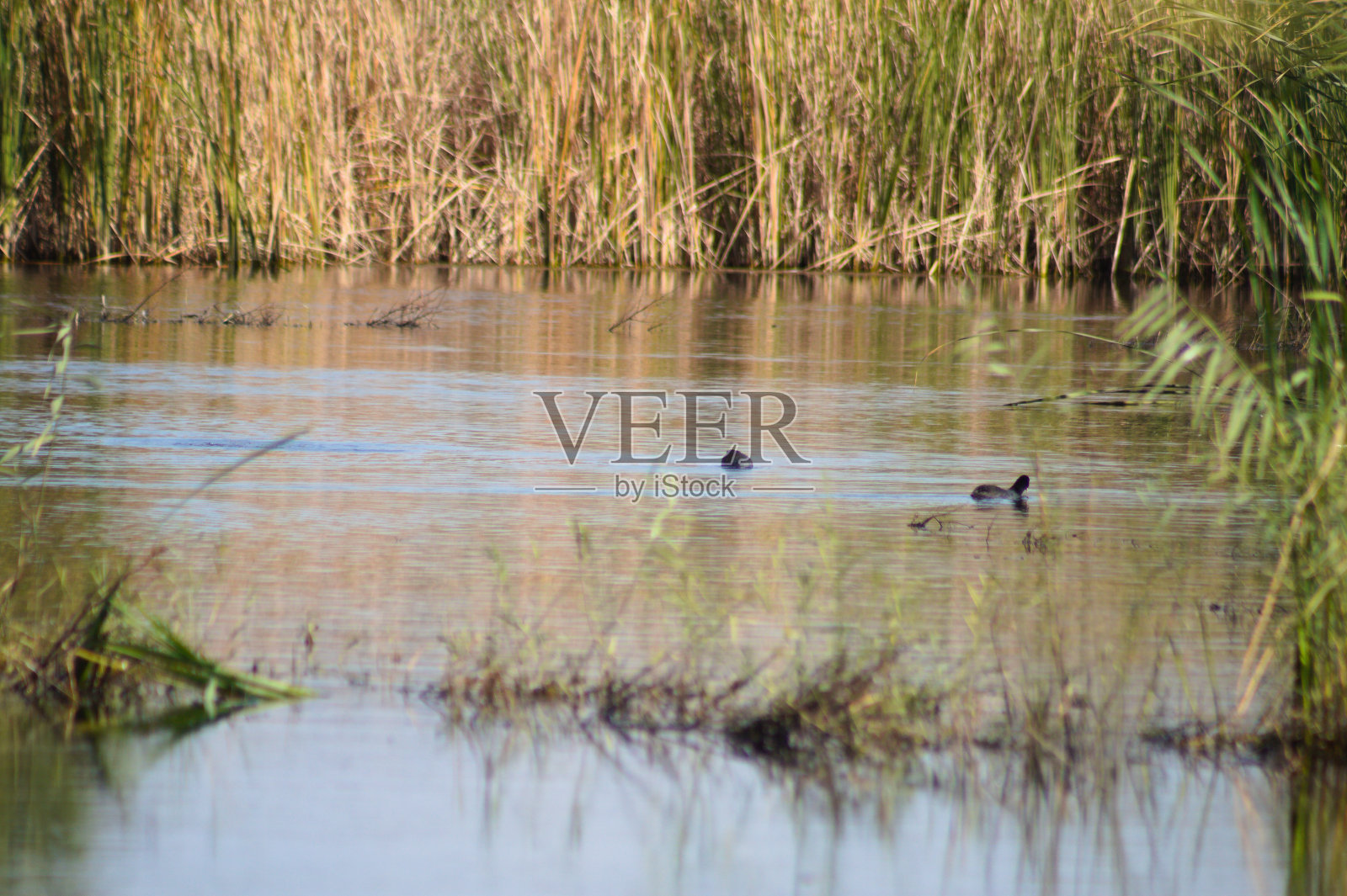水波湖与芦苇和鸟类特写选择性聚焦前景照片摄影图片