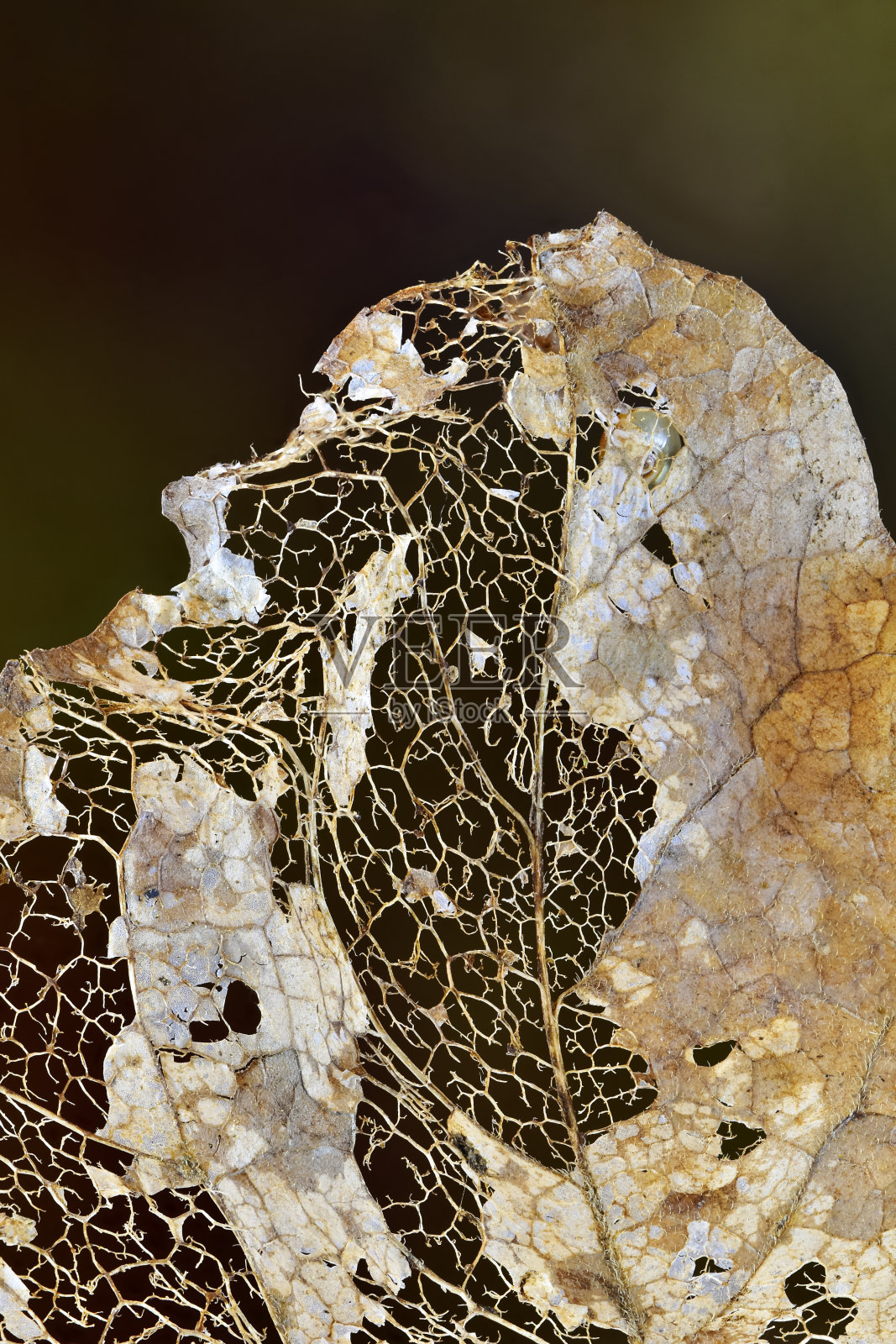 腐烂的叶子变成叶子的骨架照片摄影图片