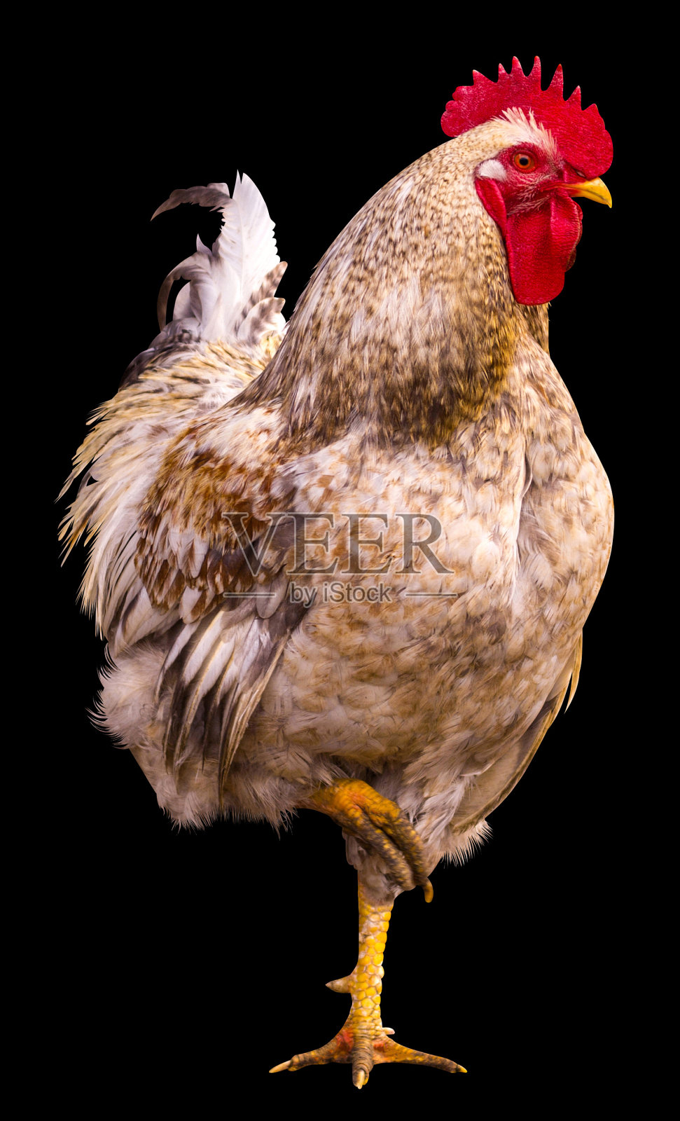 美丽的雄鸡孤立在一个黑色的背景。农场。国内的鸟照片摄影图片