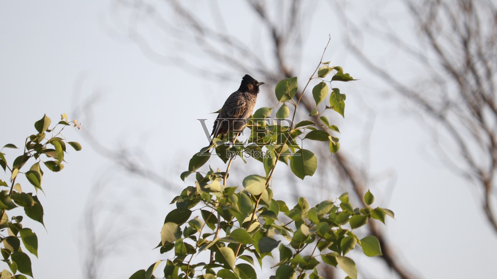 鸟照片摄影图片