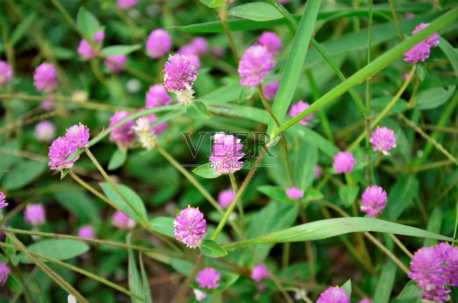 在田野里开粉红色花的球状植物照片摄影图片