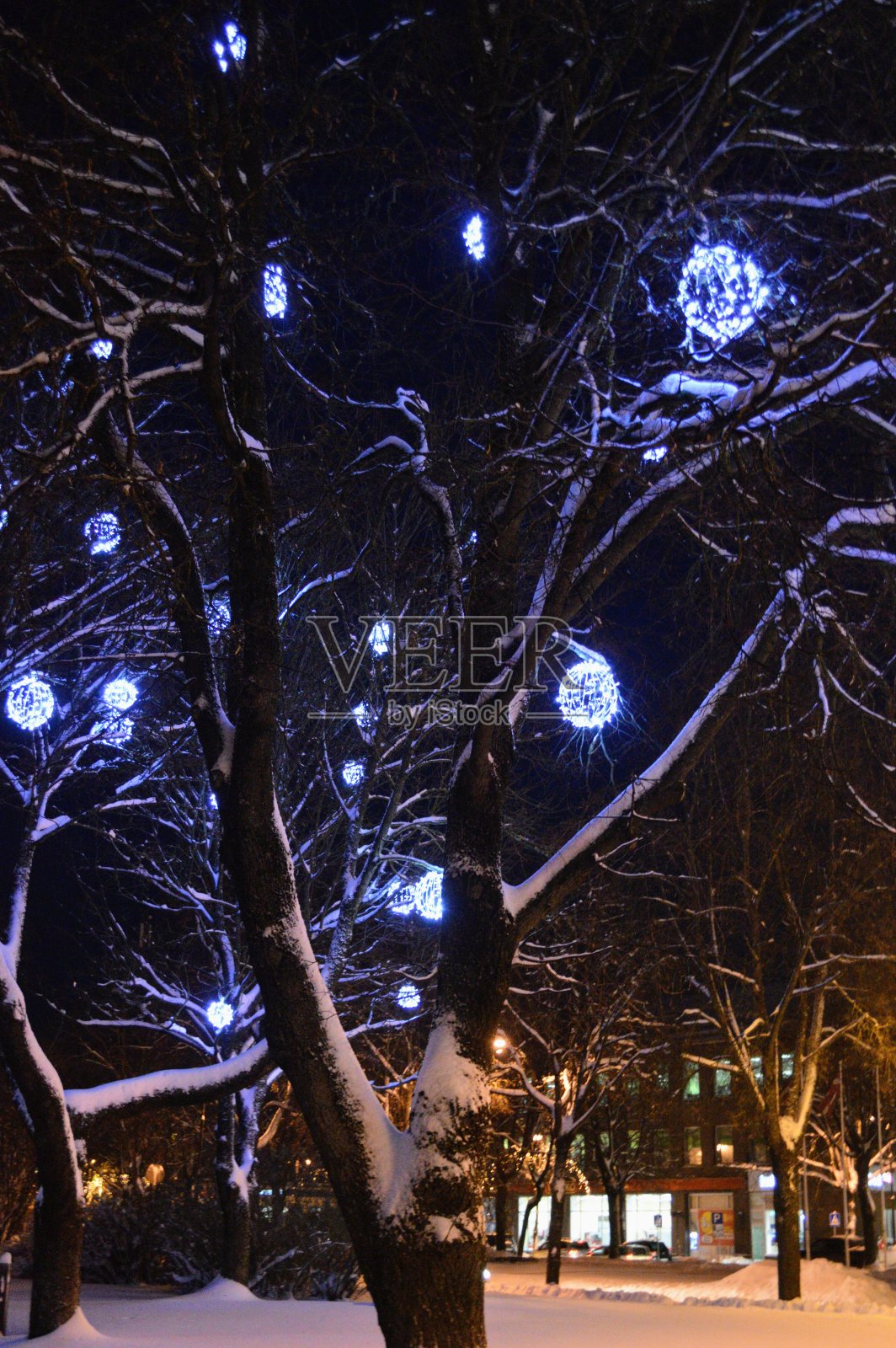 冬天树上的灯光照片摄影图片