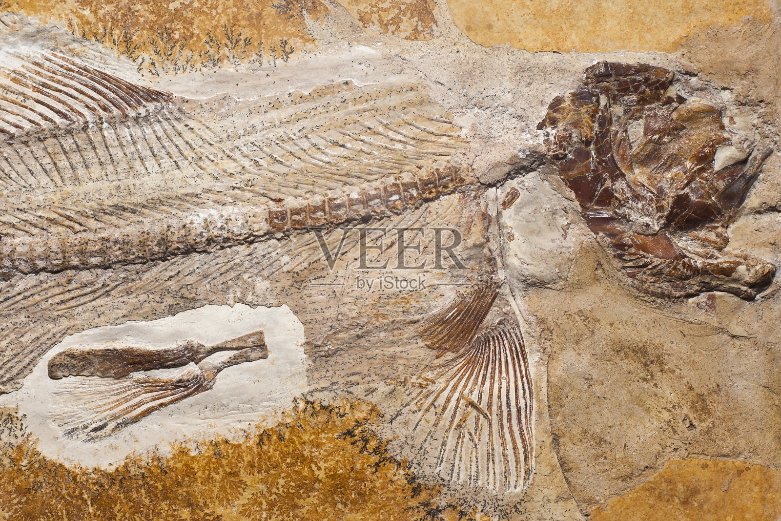 史前化石。照片摄影图片