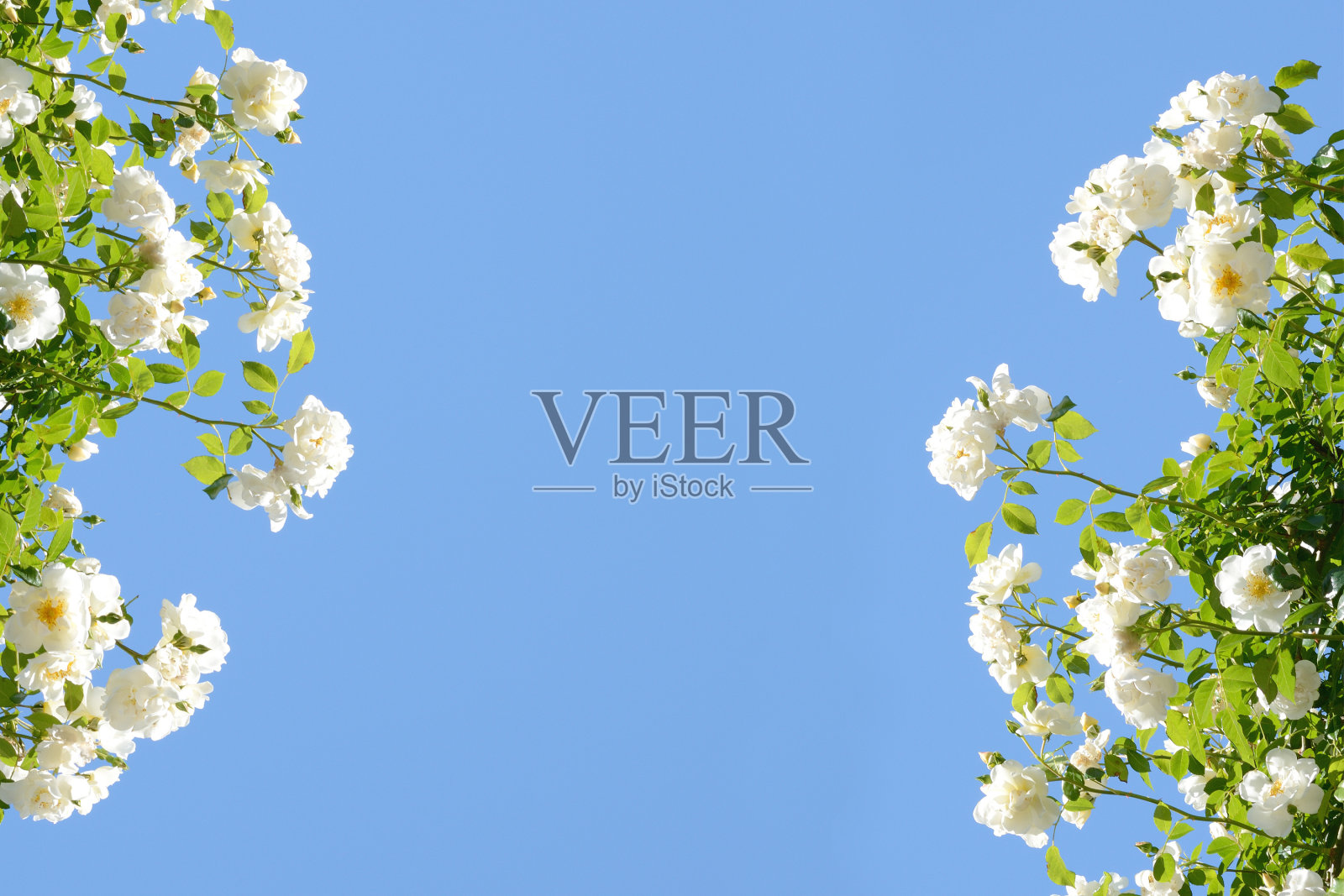 蓝天上的玫瑰照片摄影图片