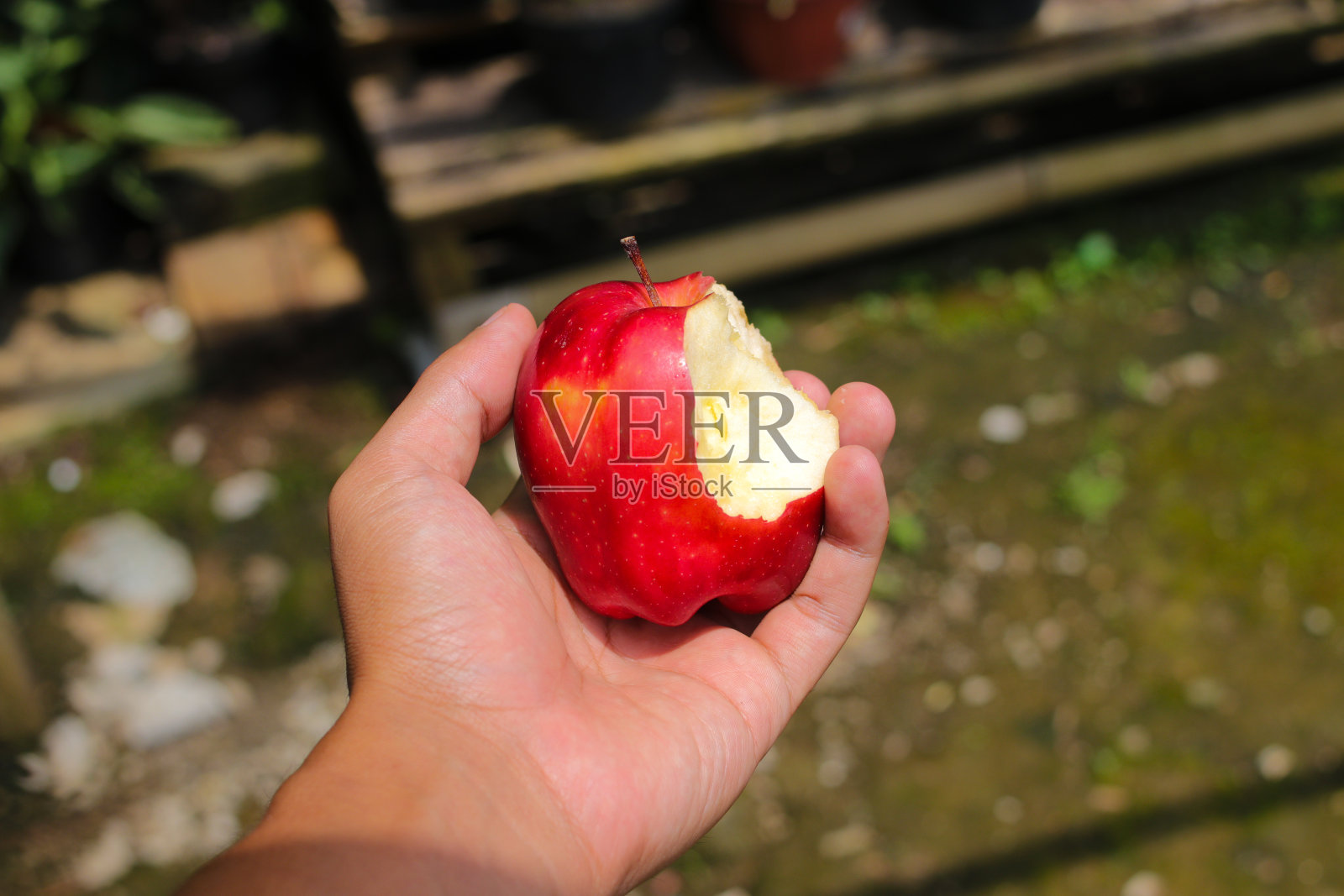 手拿着吃了一半的红苹果在后院模糊的背景。照片摄影图片