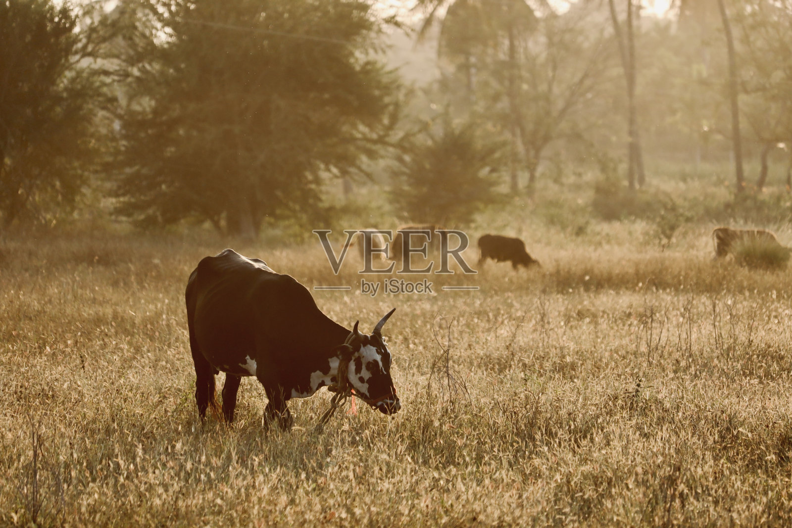 放牧的牛照片摄影图片