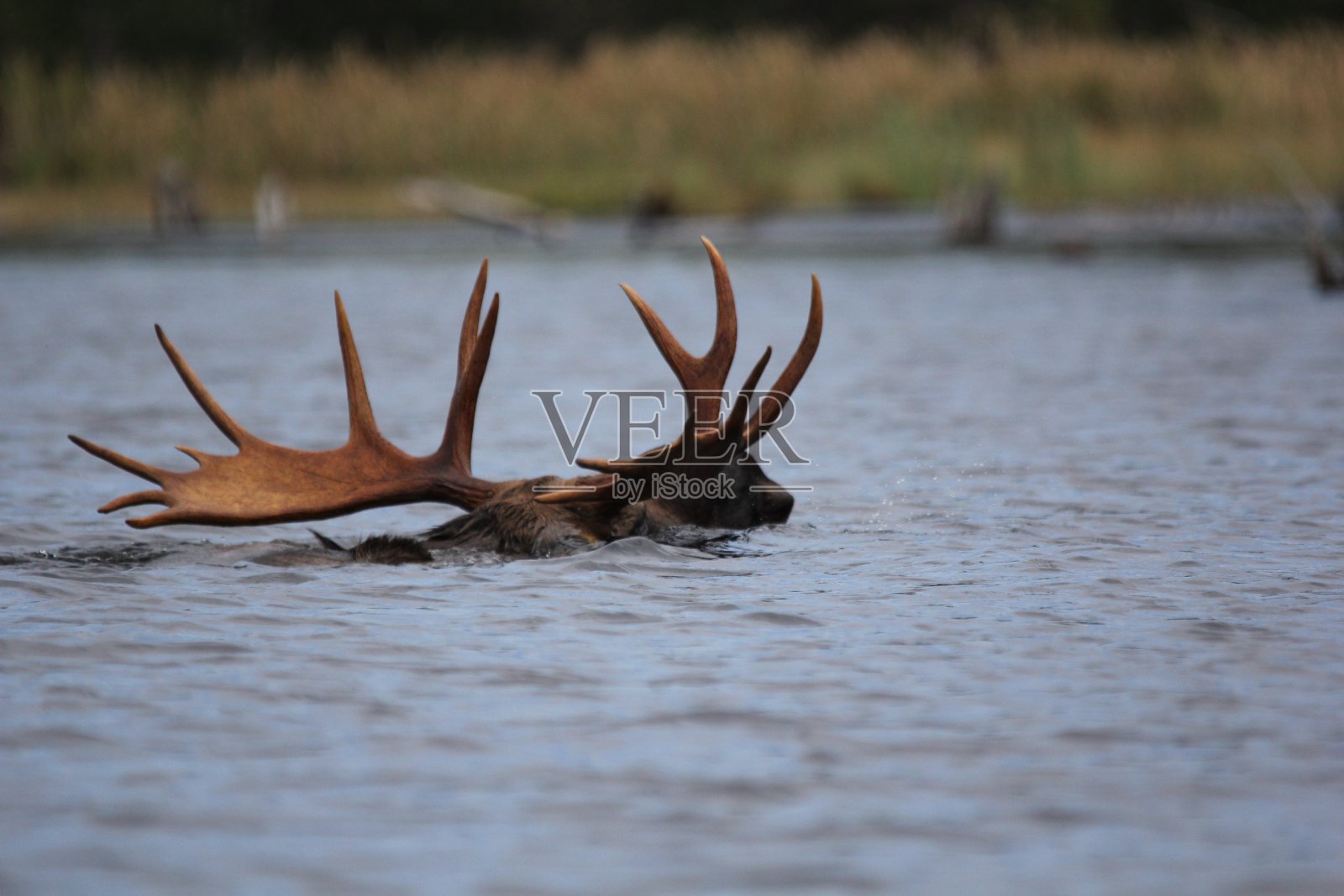 湖上的公麋照片摄影图片