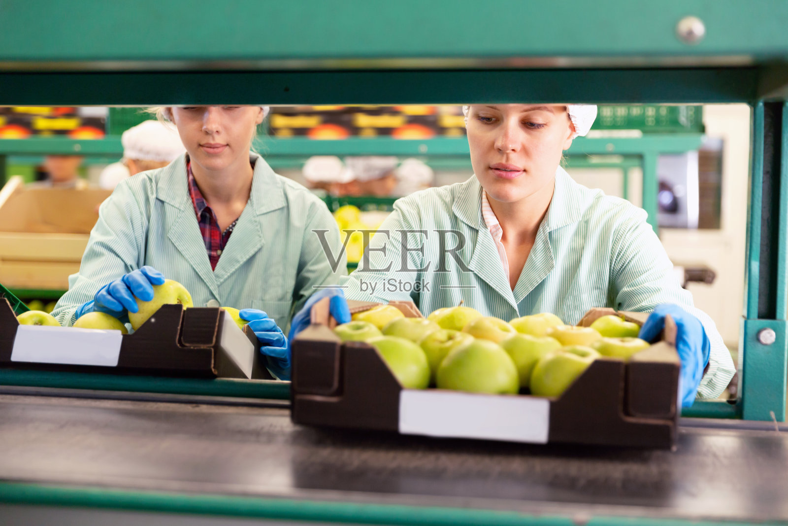 专注于在仓库的水果分拣线上工作的妇女，检查苹果的质量照片摄影图片