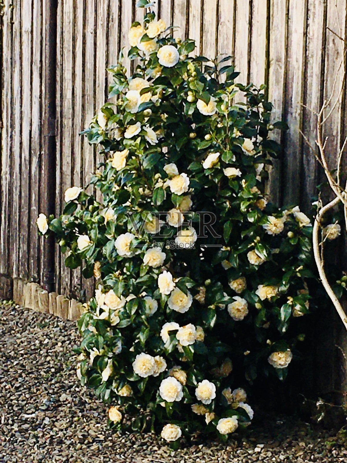 盛开的花园卡米拉照片摄影图片
