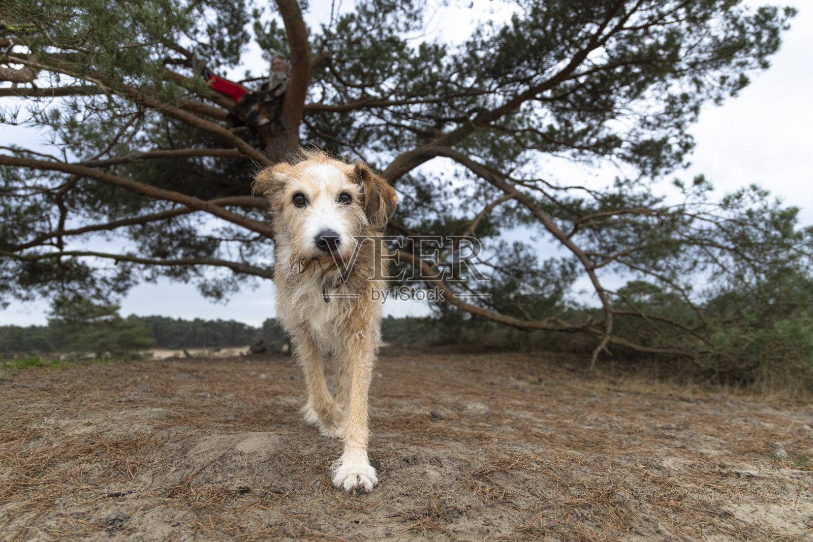 遛狗的女人照片摄影图片