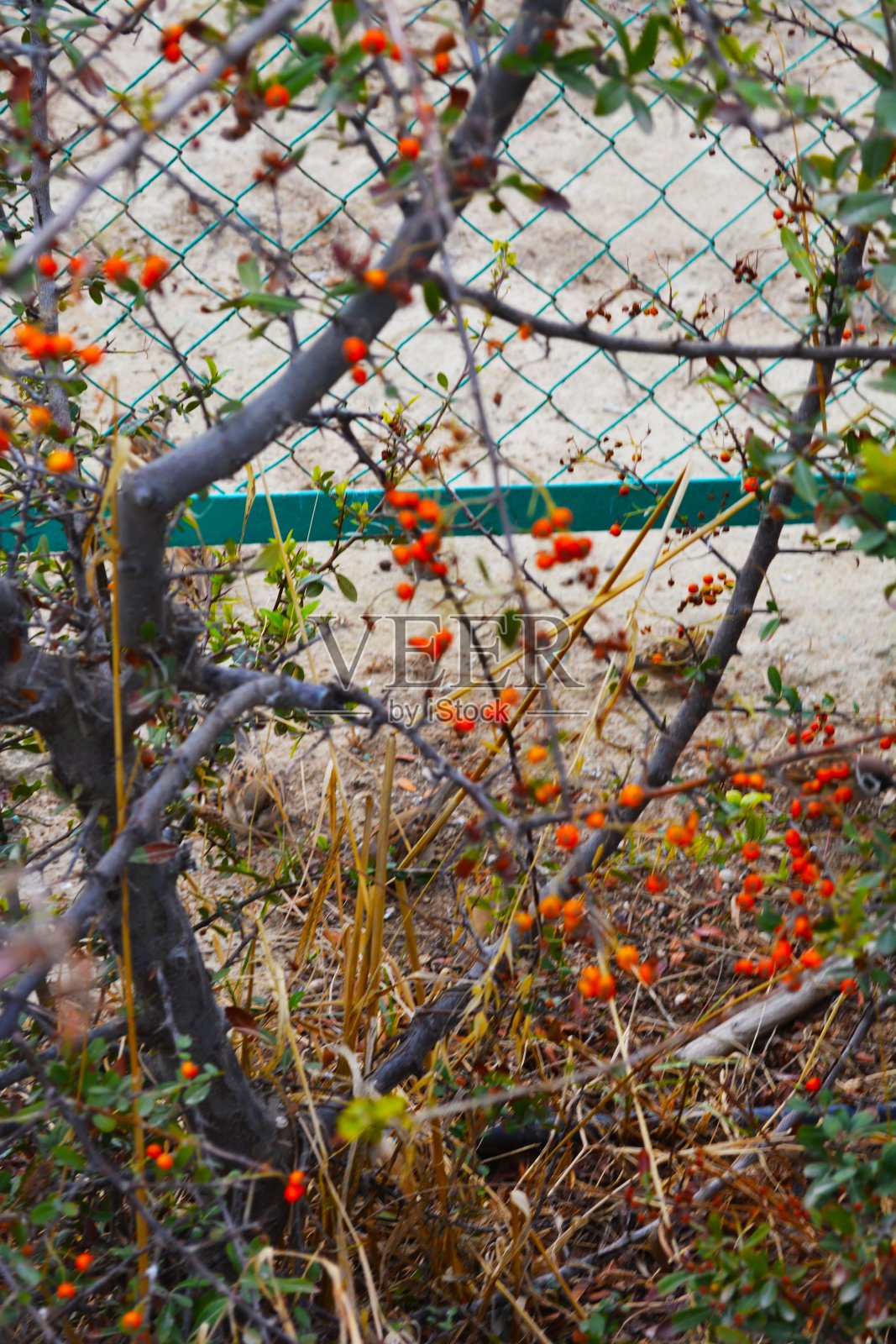 浆果照片摄影图片