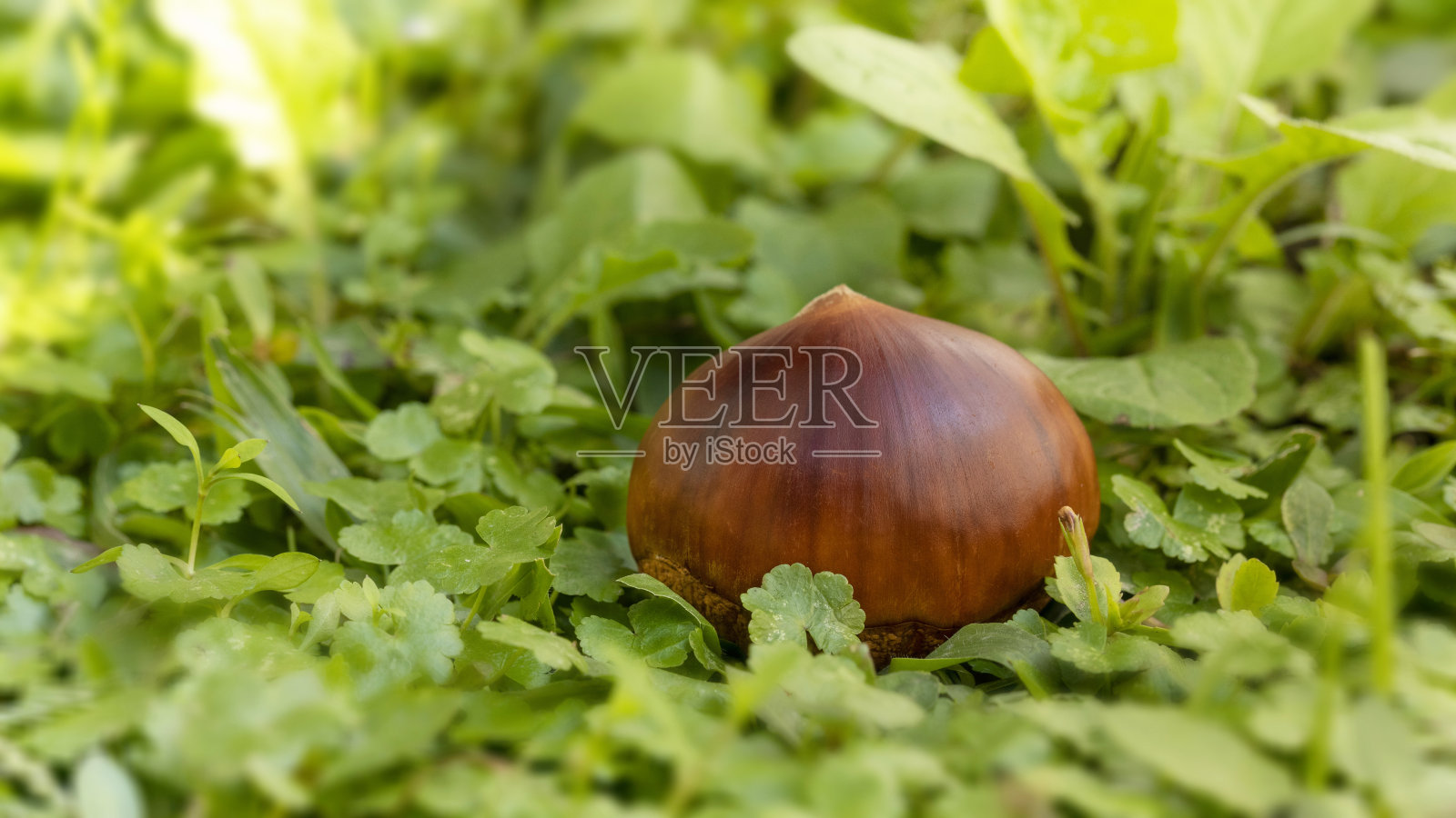 秋天的美食，栗子，白色，白色的背景照片摄影图片