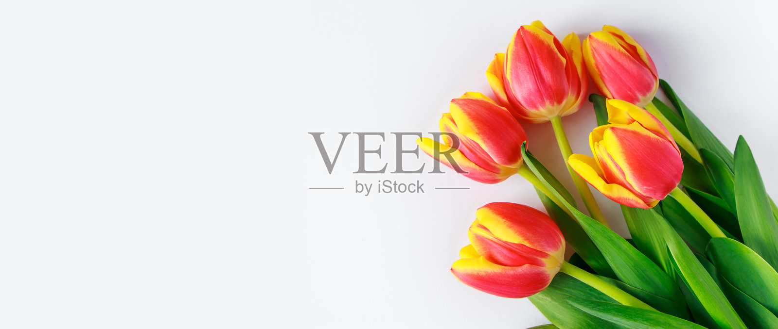 白色背景上鲜艳的春天郁金香花束。复活节快乐。照片摄影图片