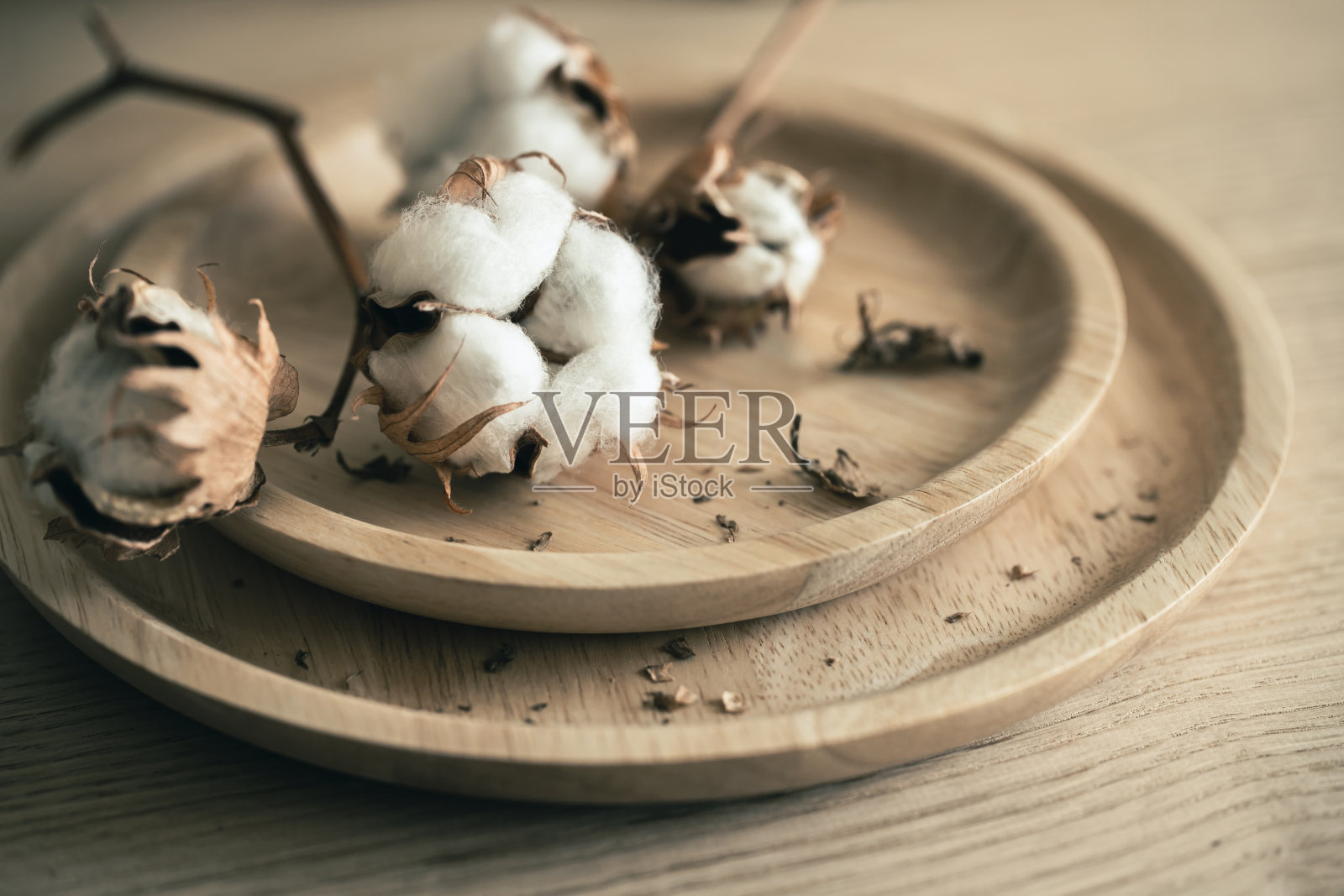 有机棉照片摄影图片