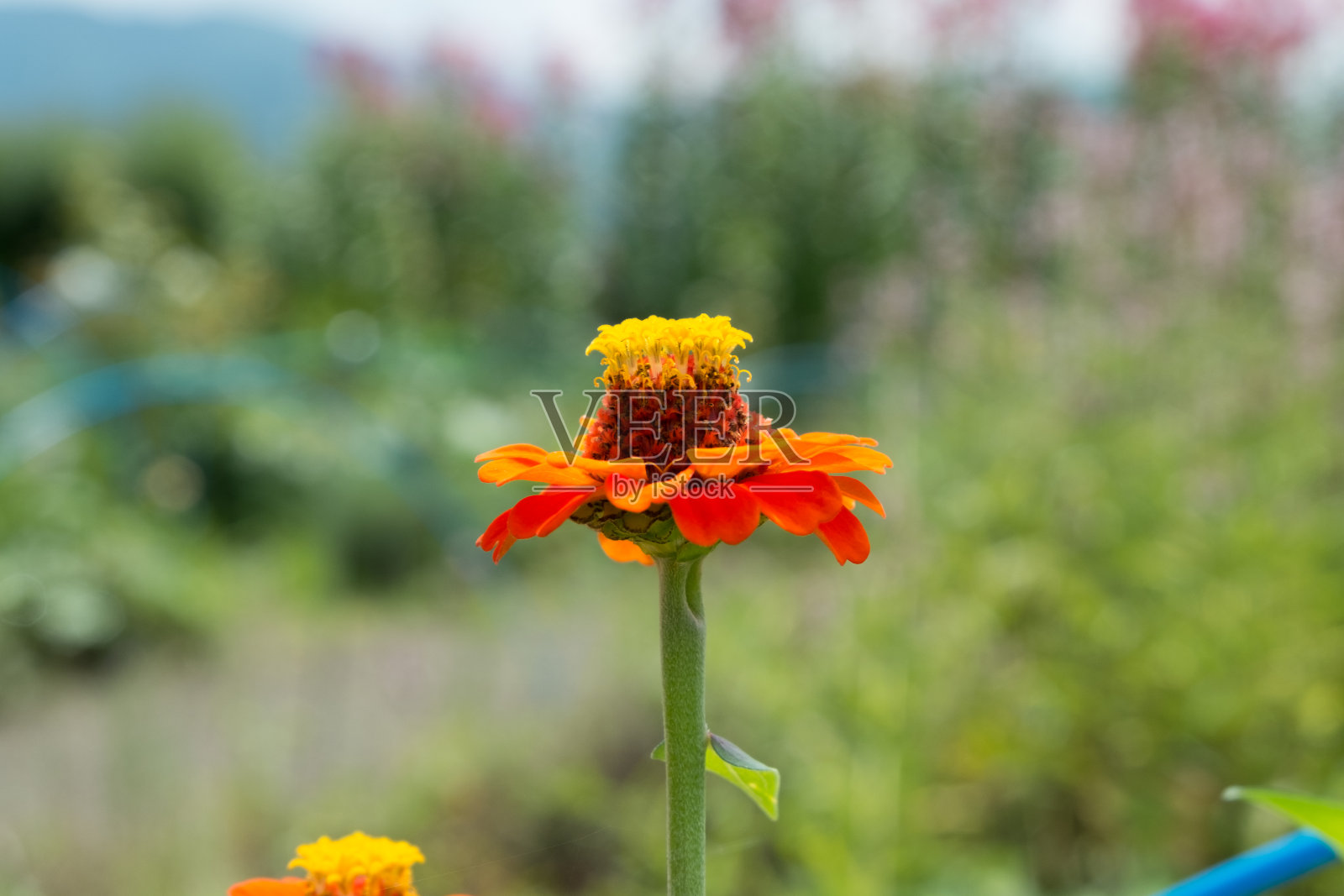 花的特写照片摄影图片
