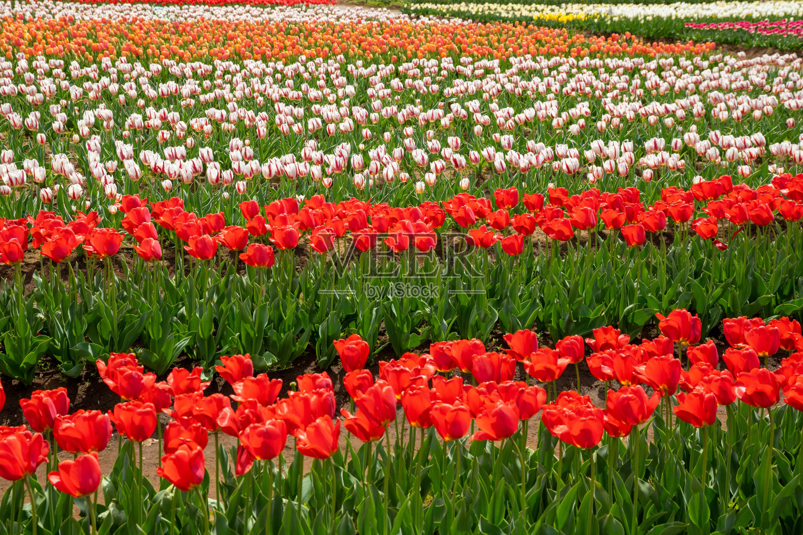 春天的郁金香田照片摄影图片