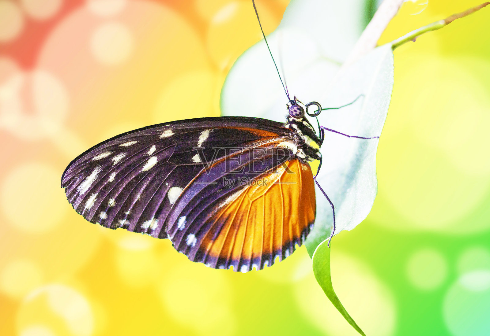 花上的Heliconius hecale蝴蝶照片摄影图片