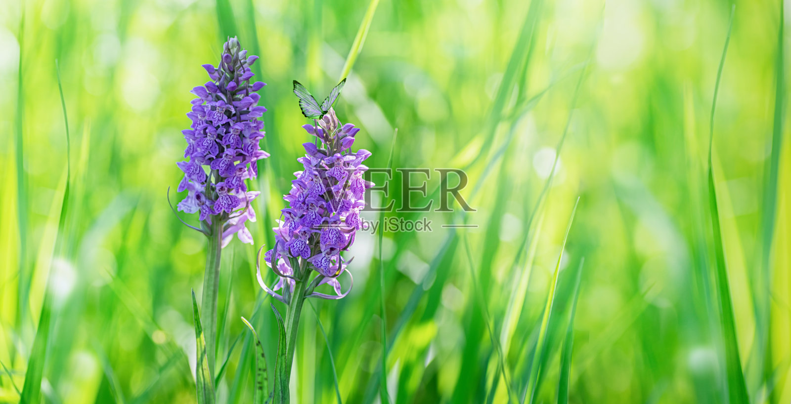 一片美丽的草地，紫色的兰花和绿色的草。兰花花横幅。照片摄影图片