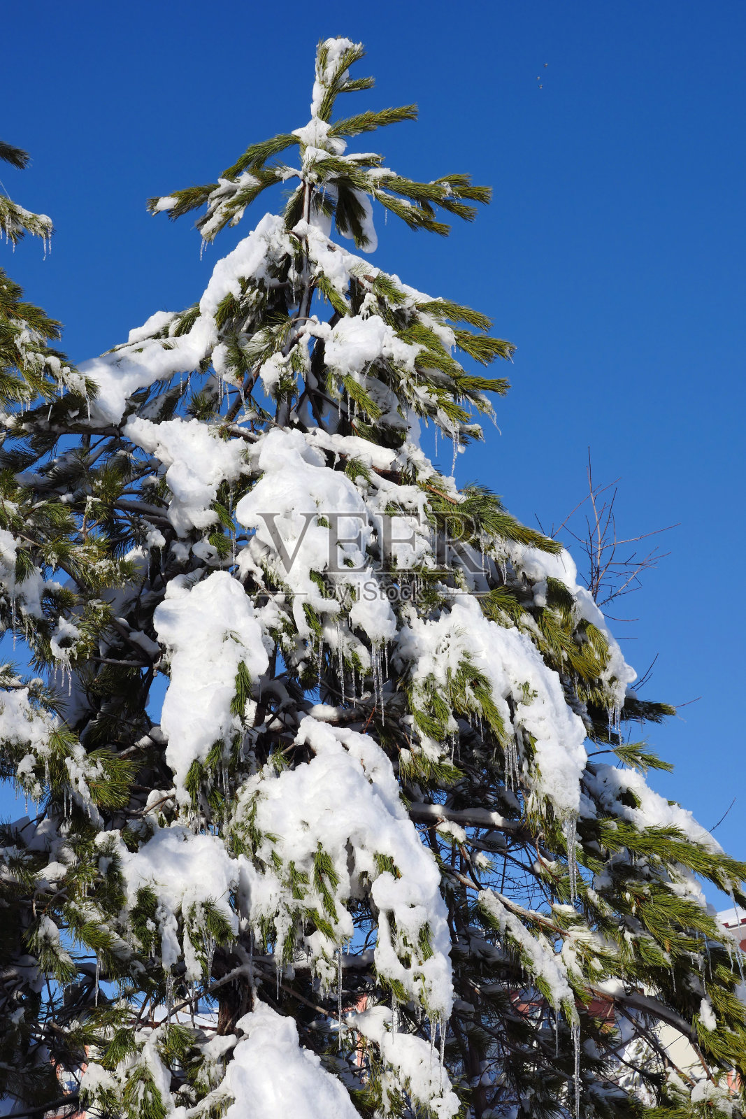 雪落在松树上，雪积在树上，松树和雪，照片摄影图片