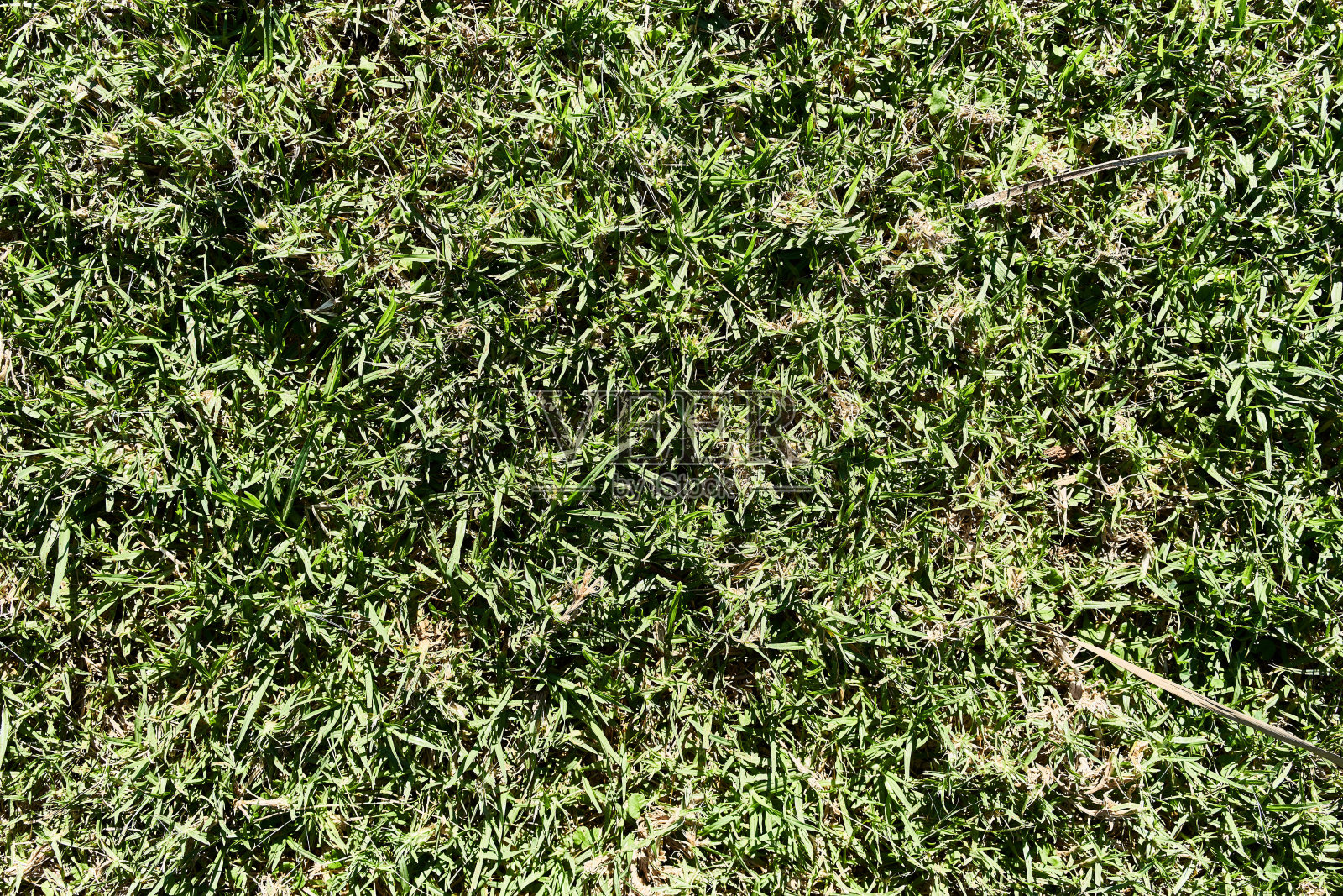 绿草纹理背景特写照片摄影图片