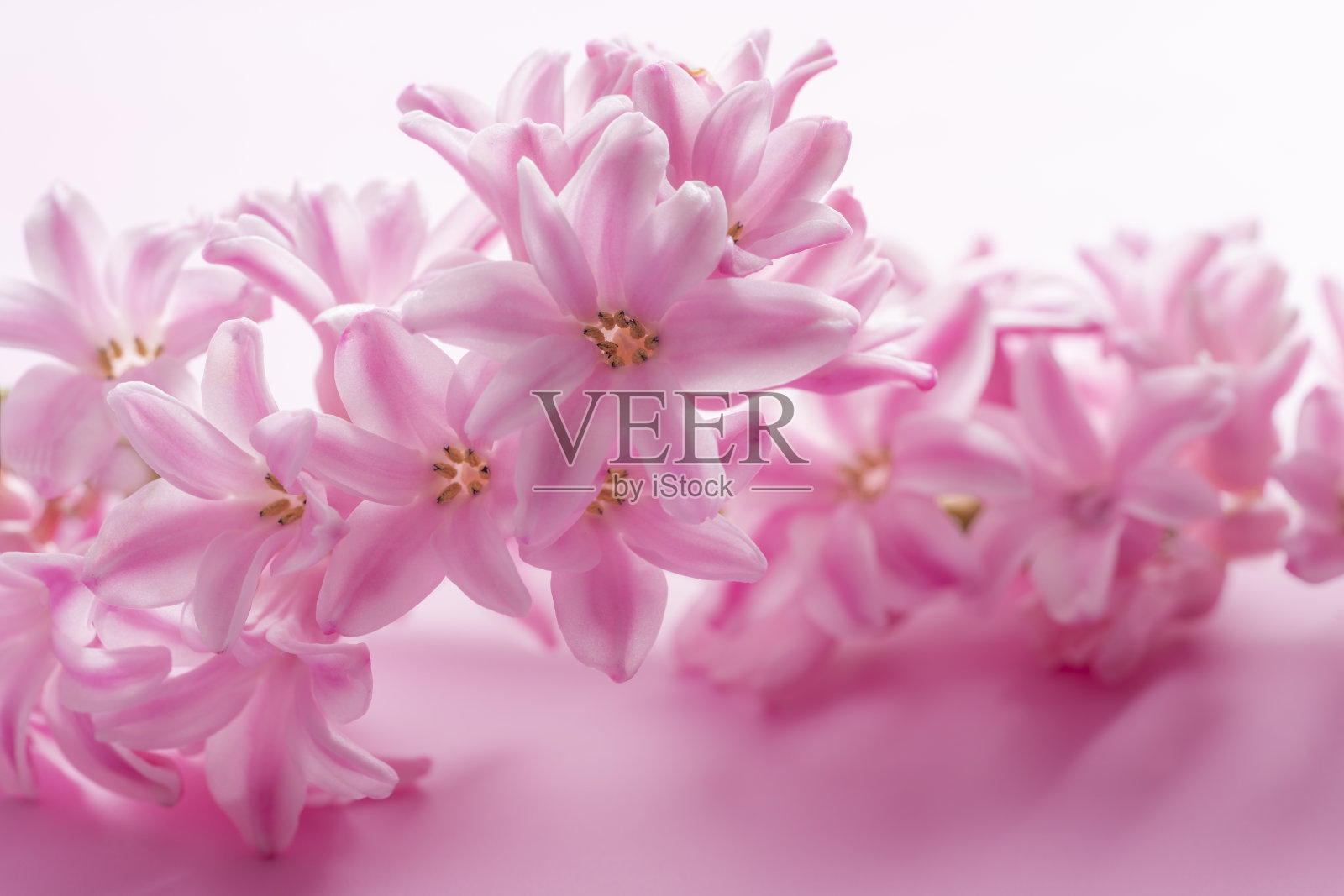 粉红色的风信子花宏观细节孤立在柔和的粉红色背景照片摄影图片