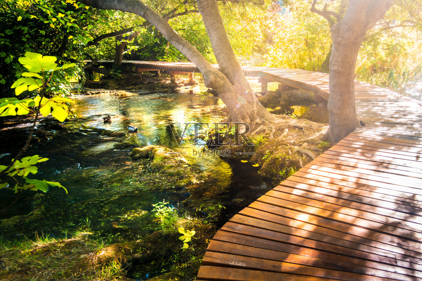 克罗地亚Krka国家公园的木制小路照片摄影图片