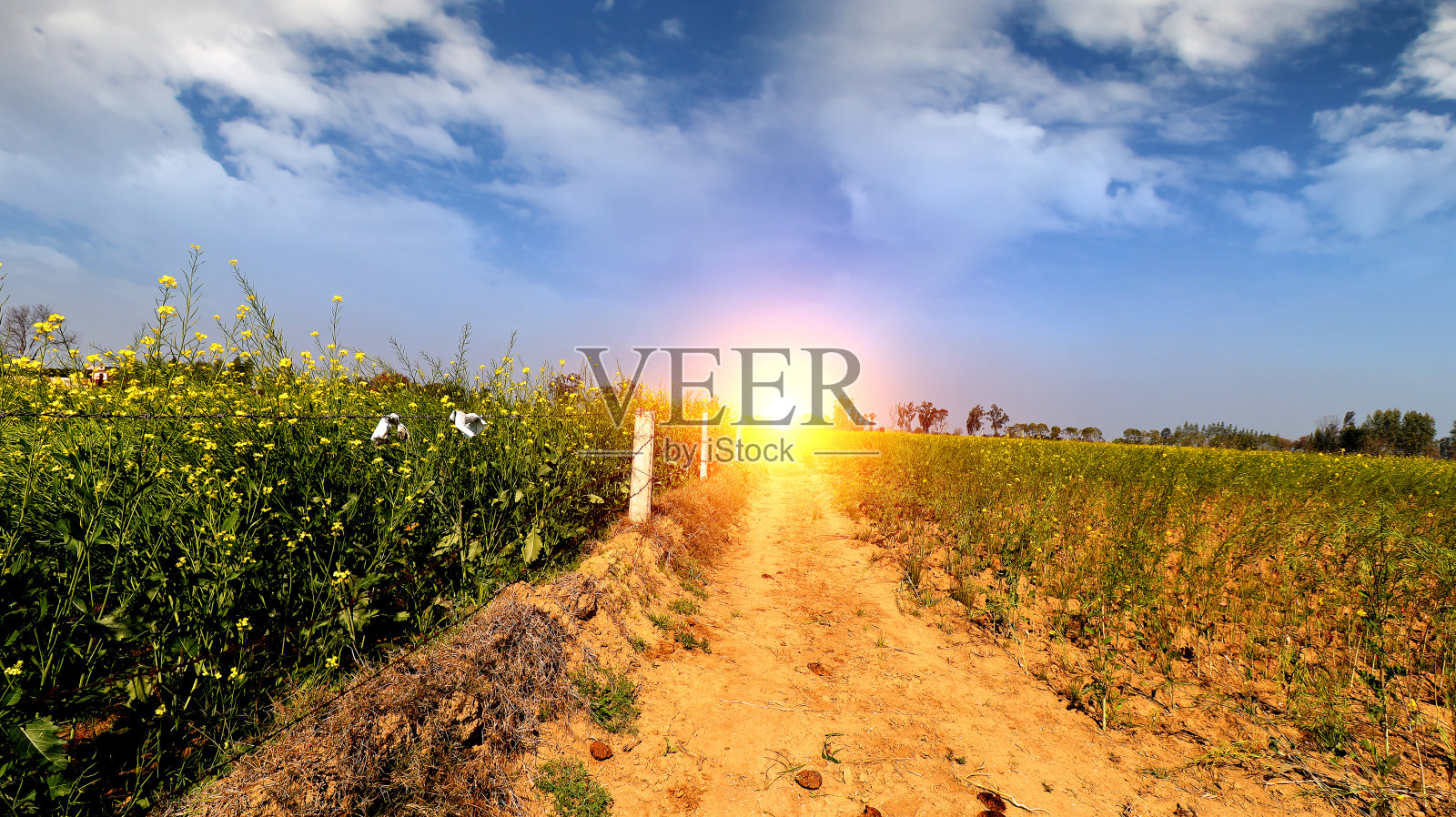 芥菜田景观照片摄影图片