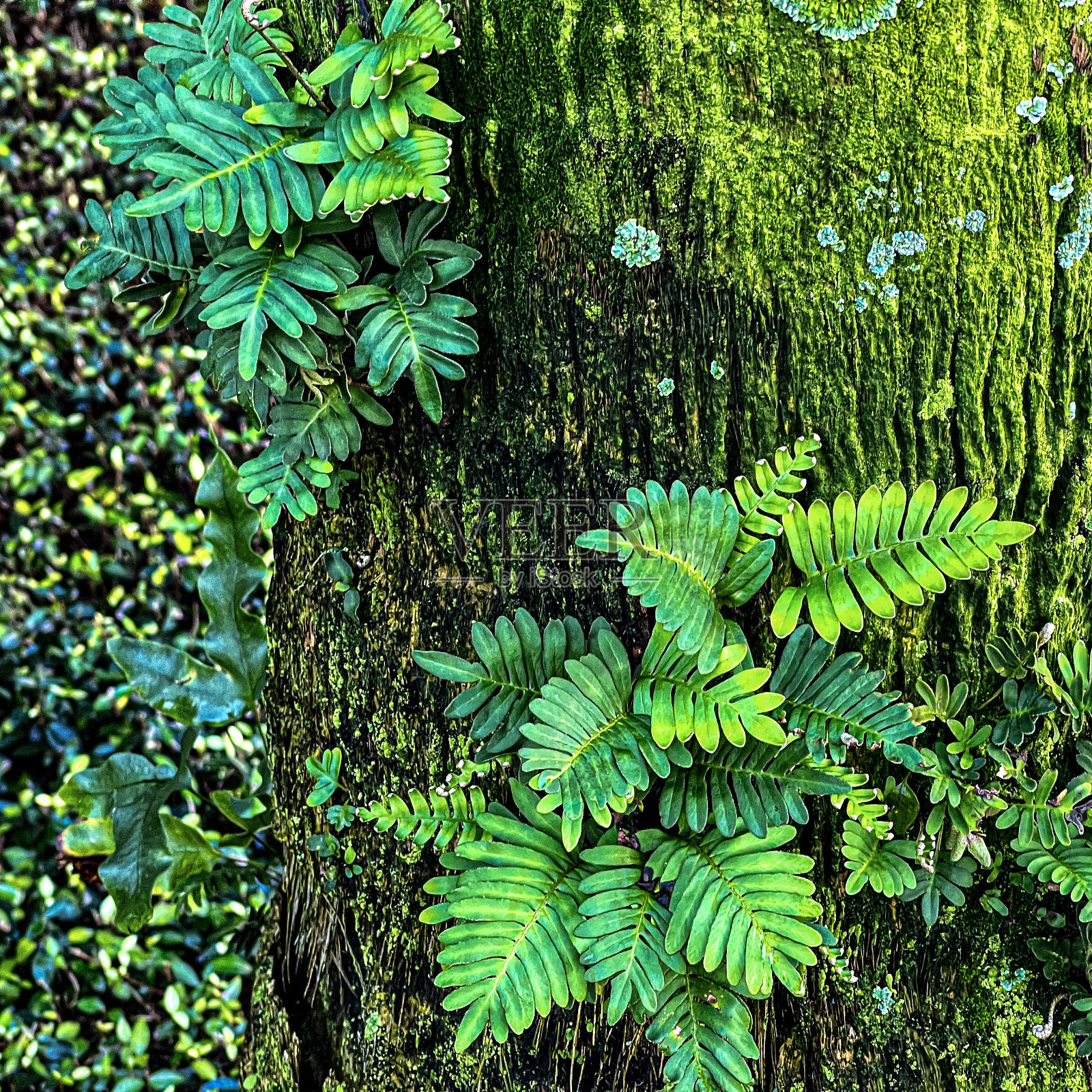 佛罗里达的绿色的树照片摄影图片