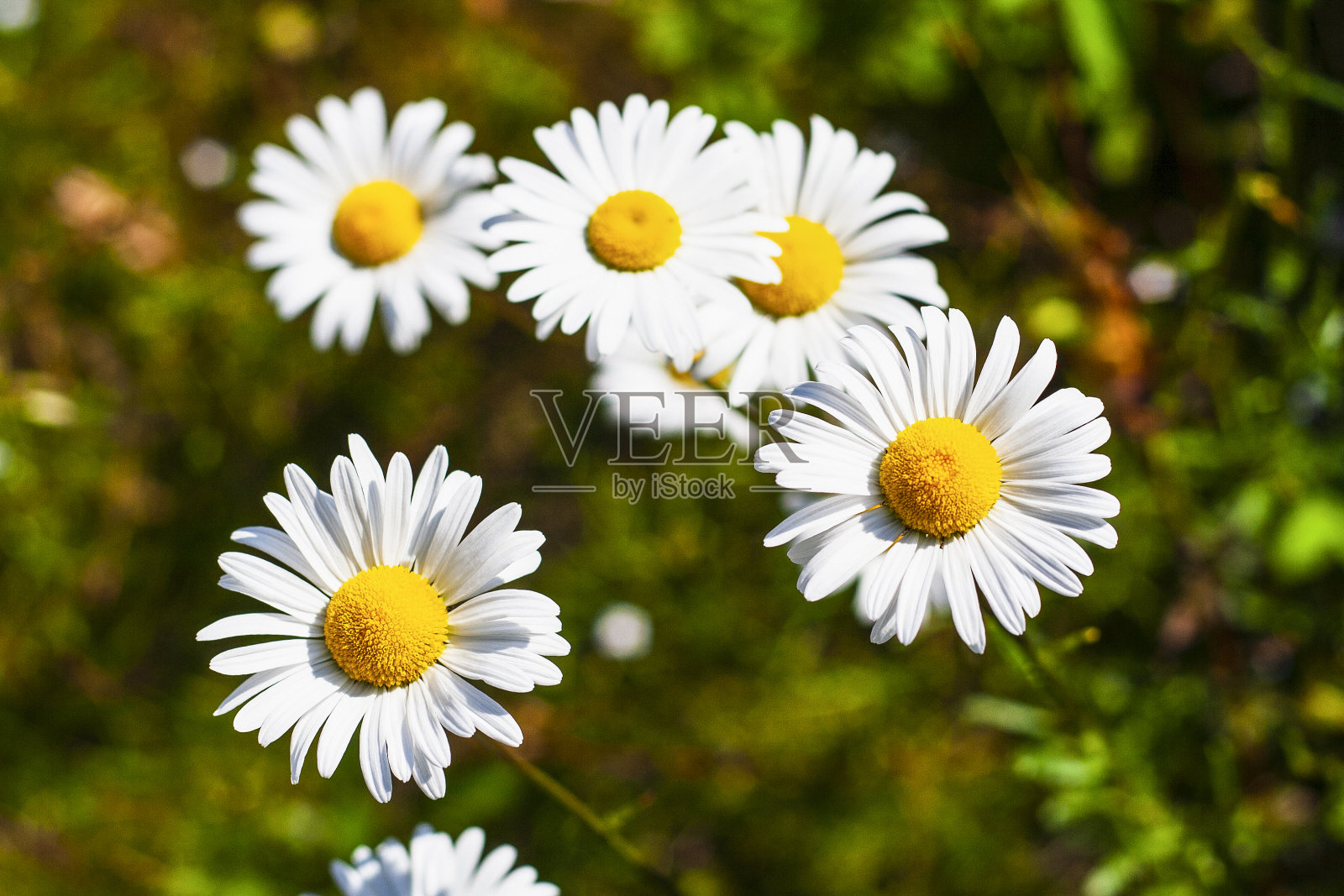 缅因州阿卡迪亚国家公园照片摄影图片