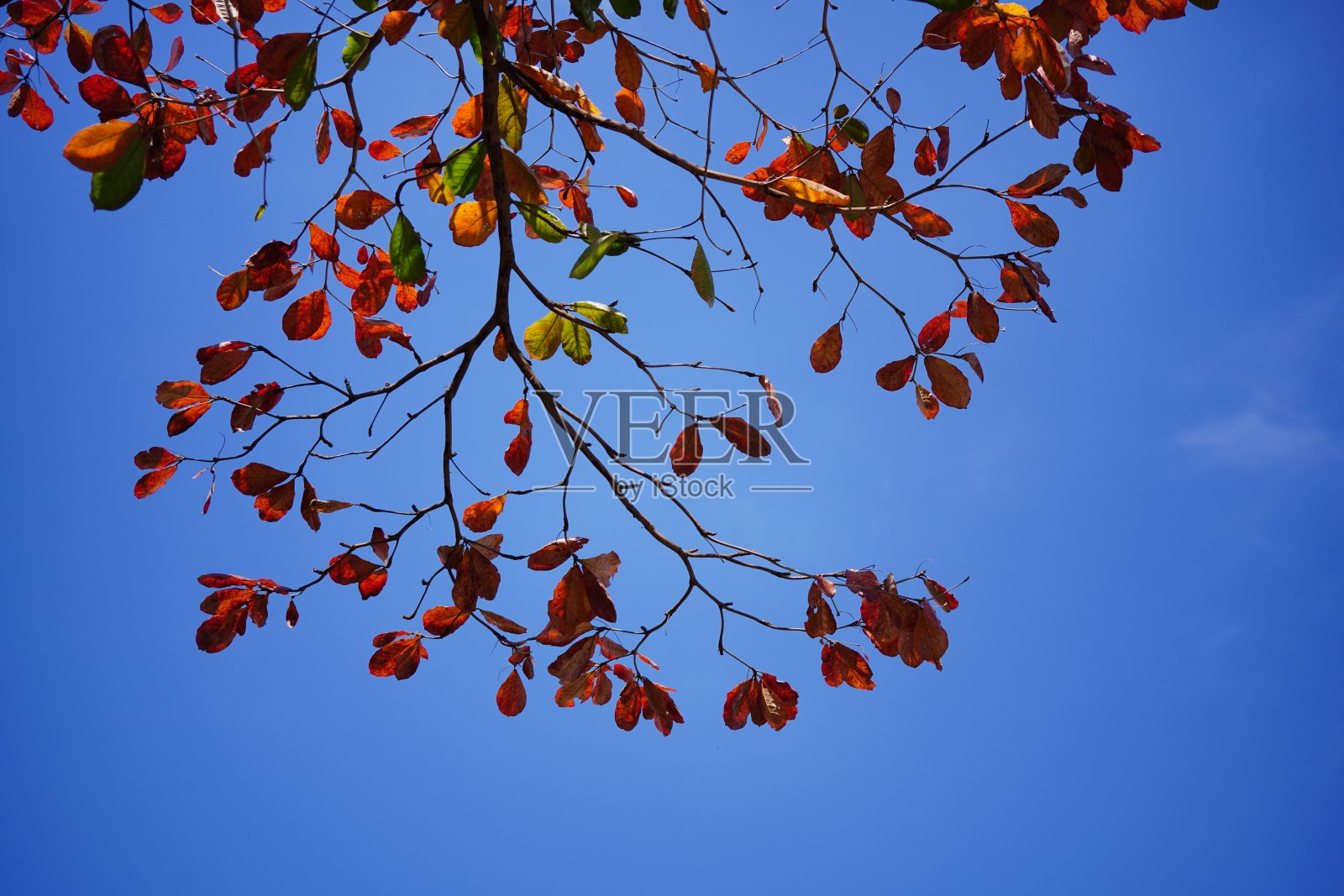 明亮的秋天背景的自然照片摄影图片