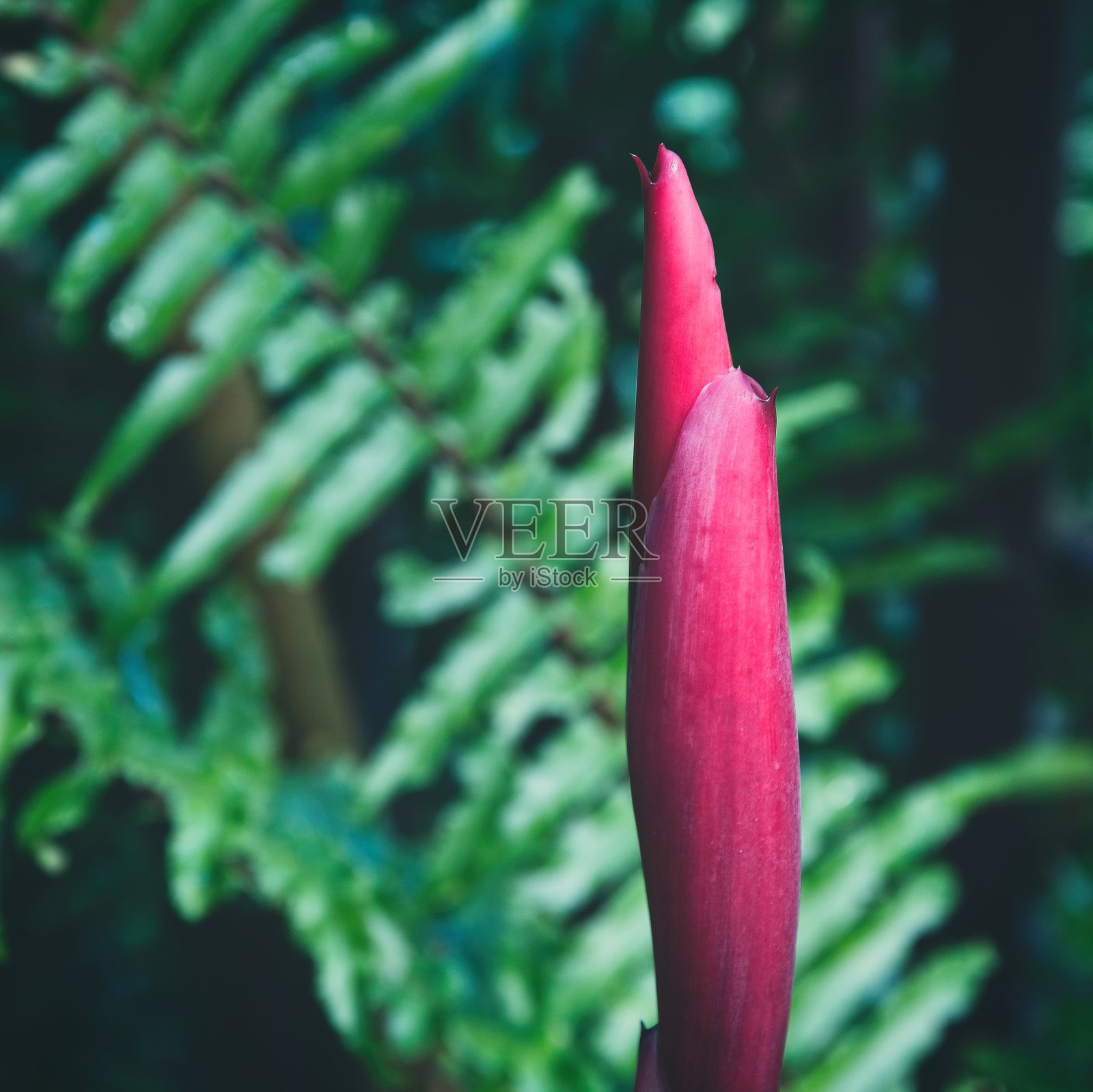 毛伊岛的姜植物开花的红色尖端，背景是绿色的蕨类植物照片摄影图片
