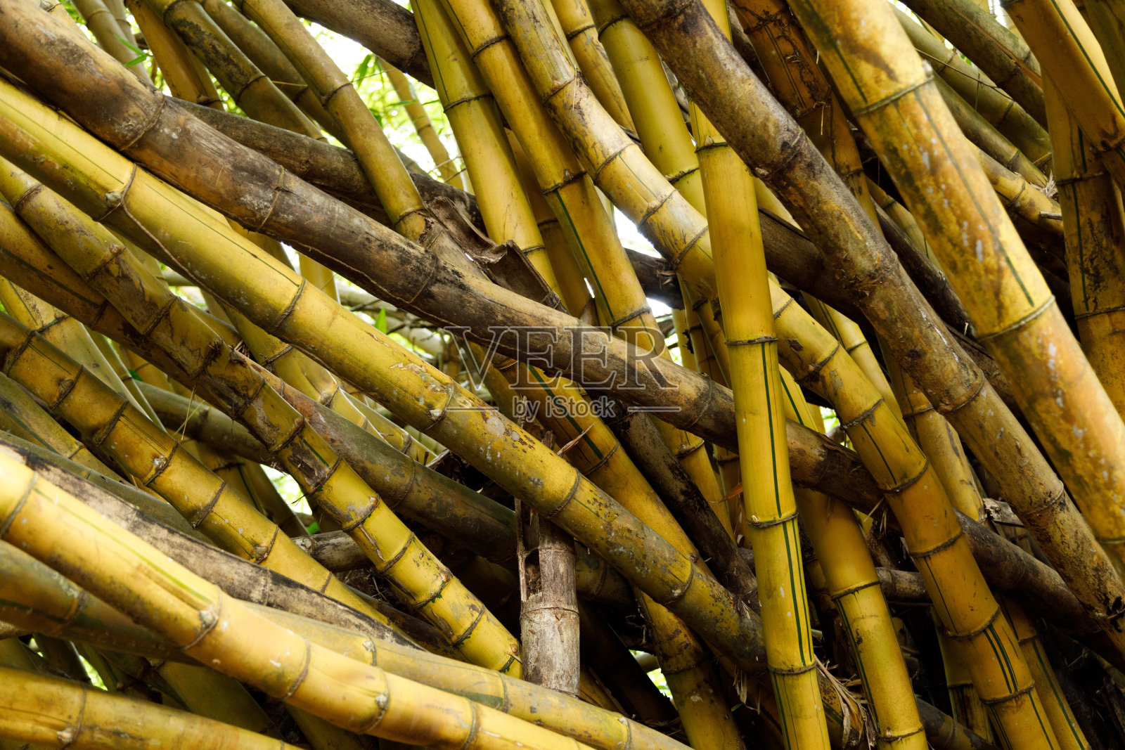 竹林照片摄影图片