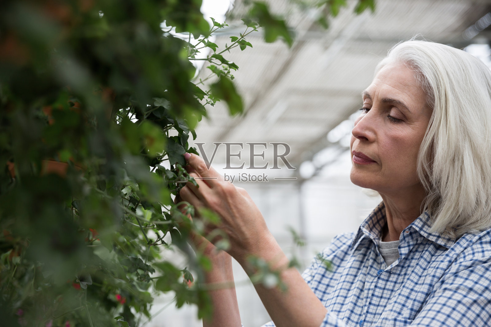 成熟惊艳的女人站在温室里照片摄影图片
