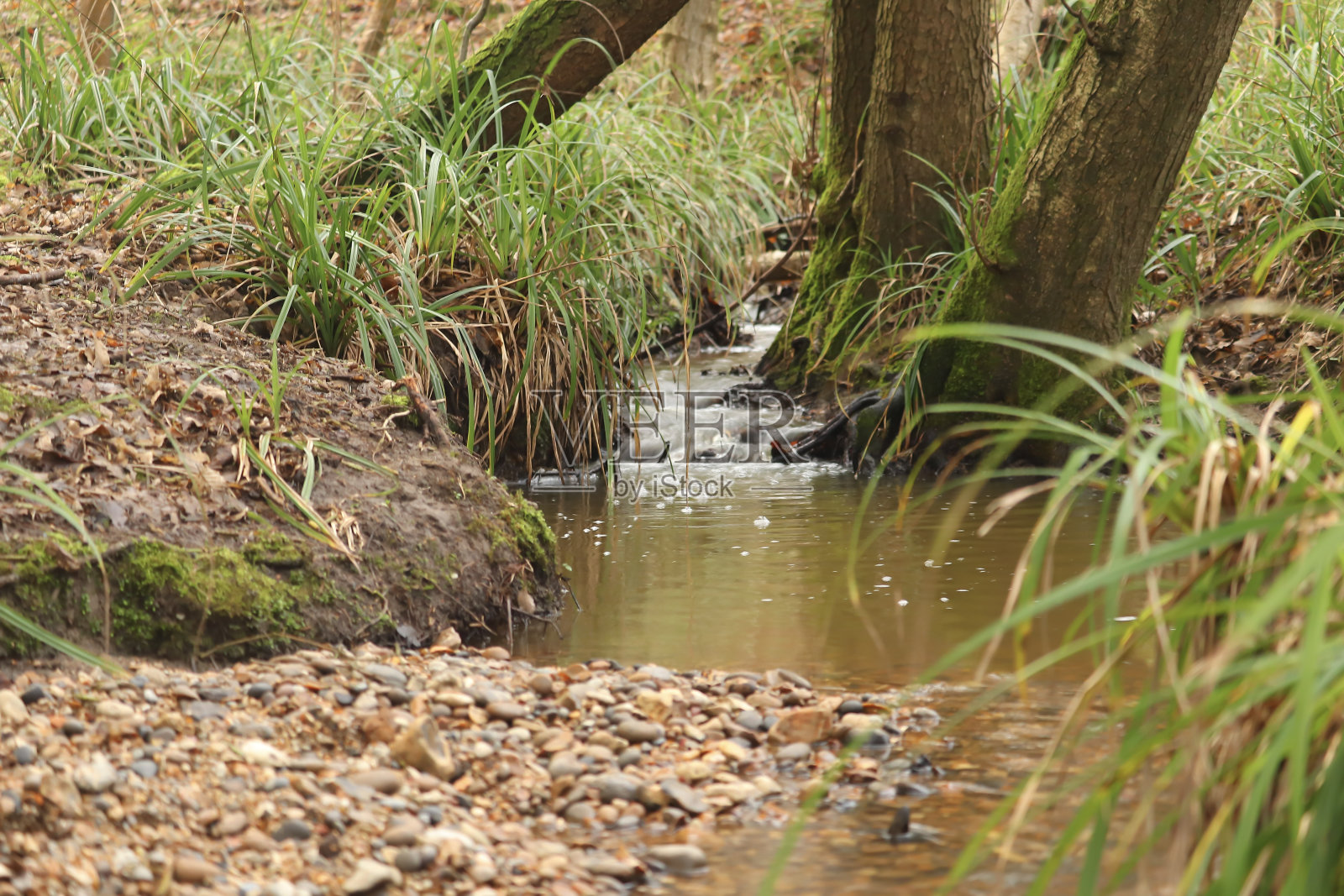冬天，布罗克斯伯恩森林里涌出的溪水照片摄影图片
