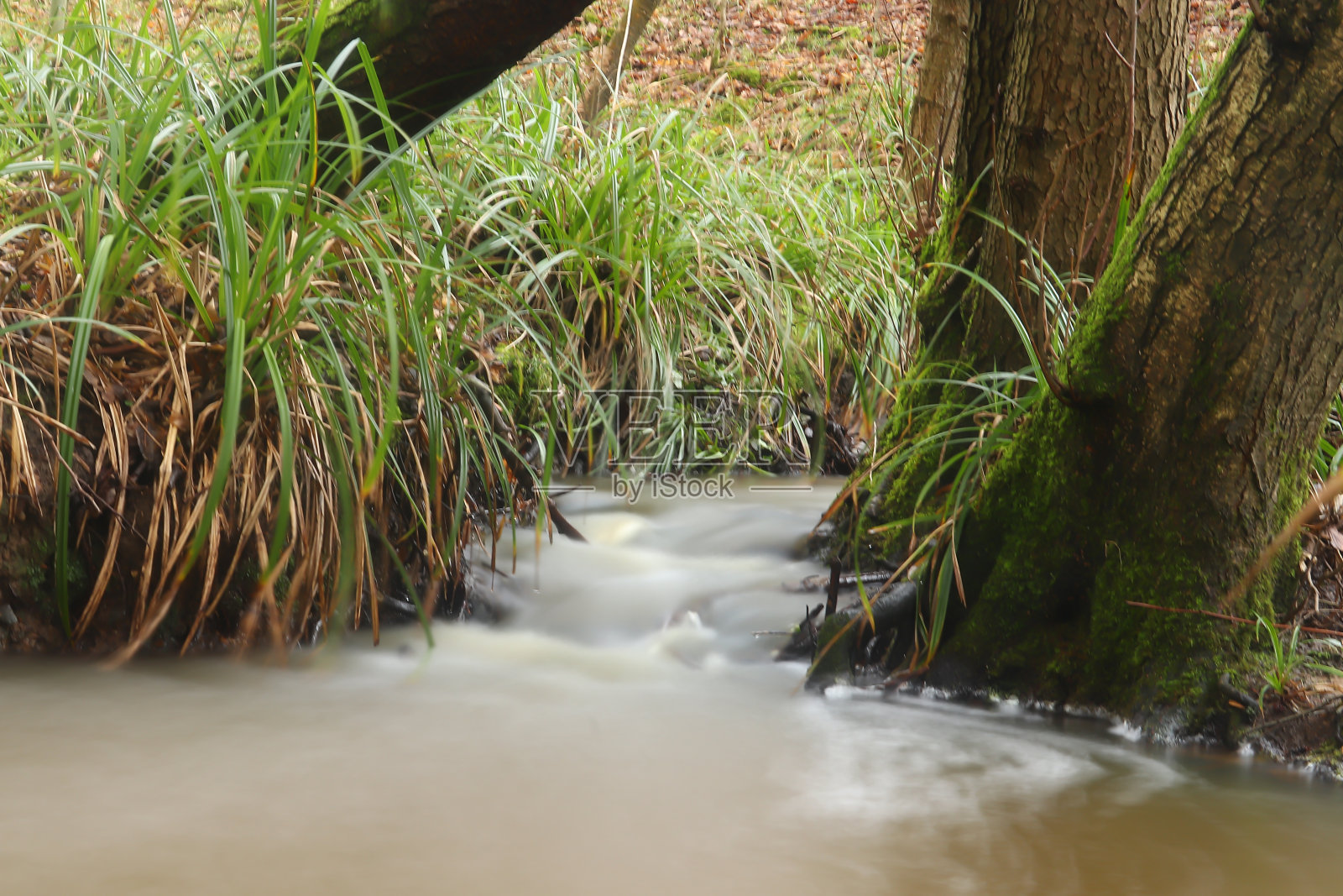 冬天，布罗克斯伯恩森林里涌出的溪水照片摄影图片