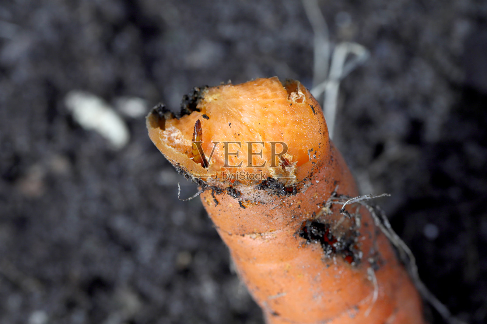 胡萝卜根被软翅虫科的幼虫破坏。软翅虫科的软翅虫。照片摄影图片