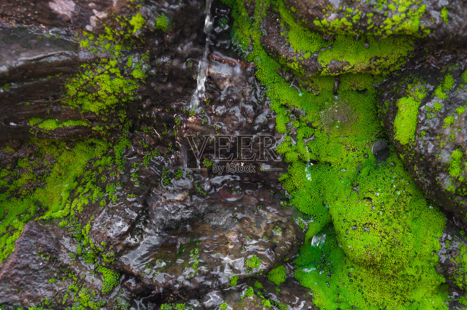 封闭的绿色苔藓在热带森林照片摄影图片