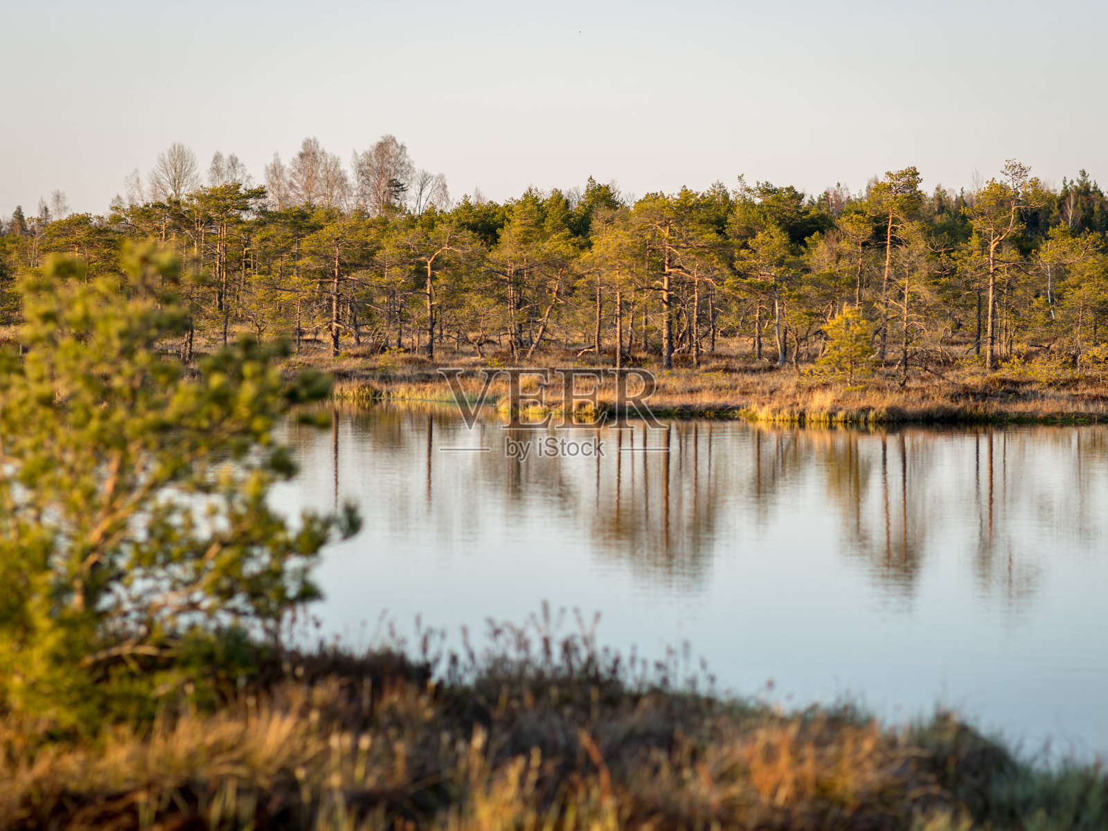五彩缤纷的黄昏和日落在沼泽湖，清澈的湖和沼泽在晚上，倒影在水面上。背景是松树。照片摄影图片