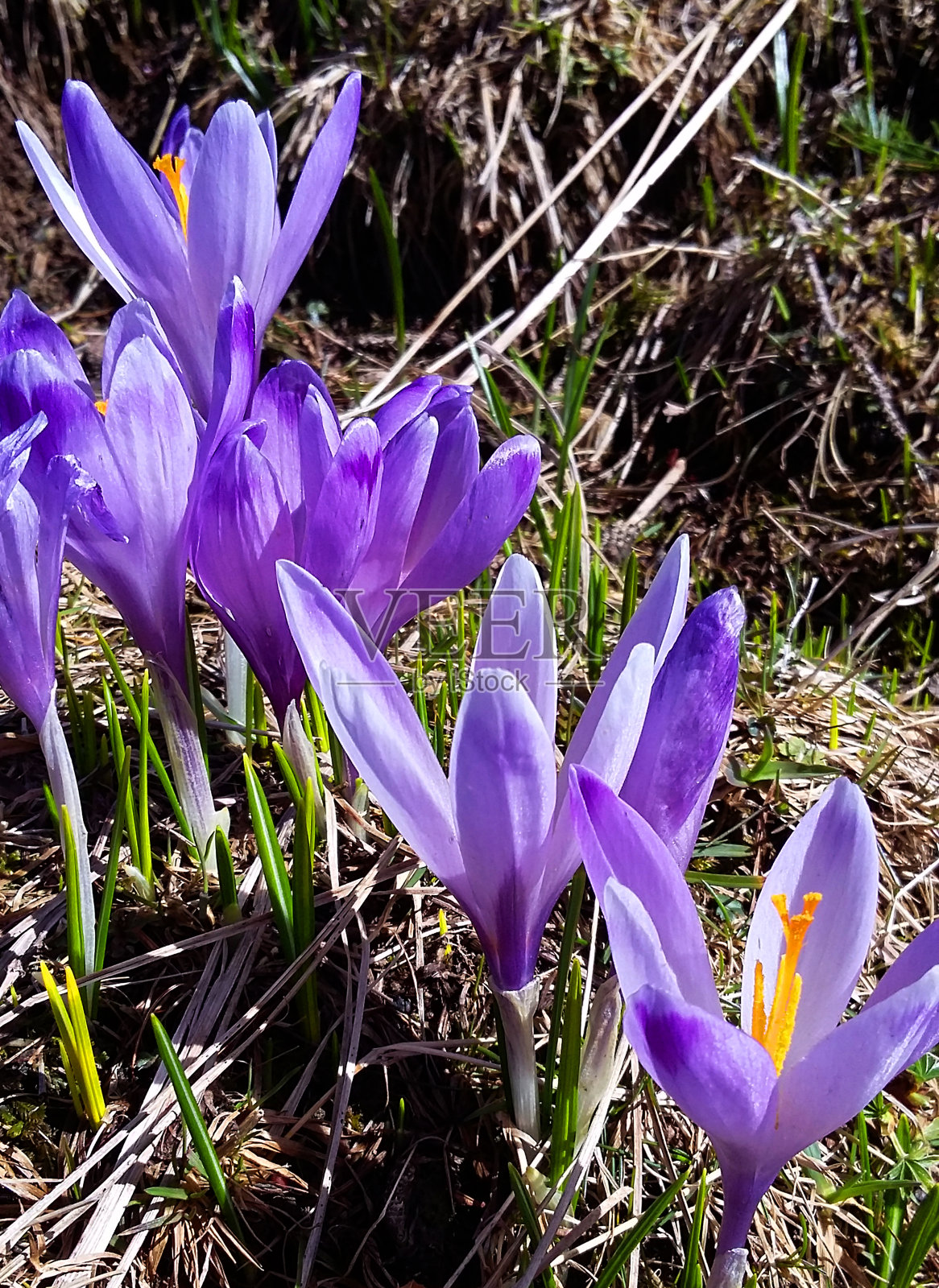 盛开的山照片摄影图片