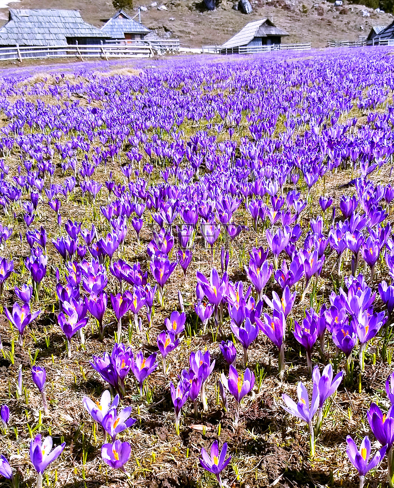 盛开的山照片摄影图片