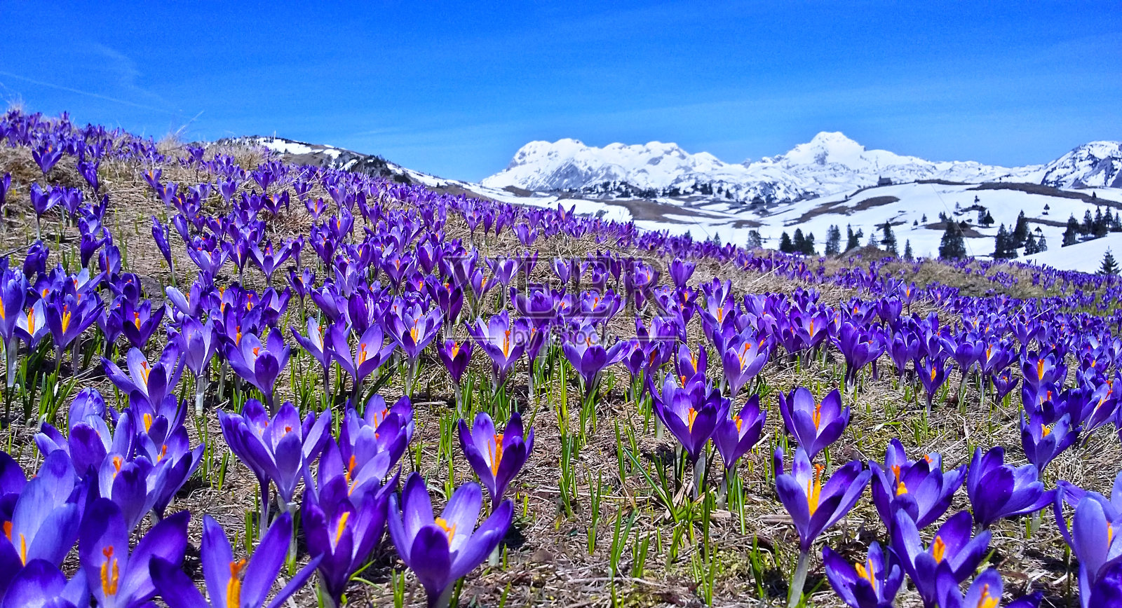 盛开的山照片摄影图片