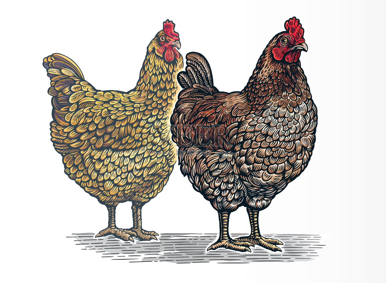 一组两只鸡，图案(雕刻)风格和彩绘。插画图片素材