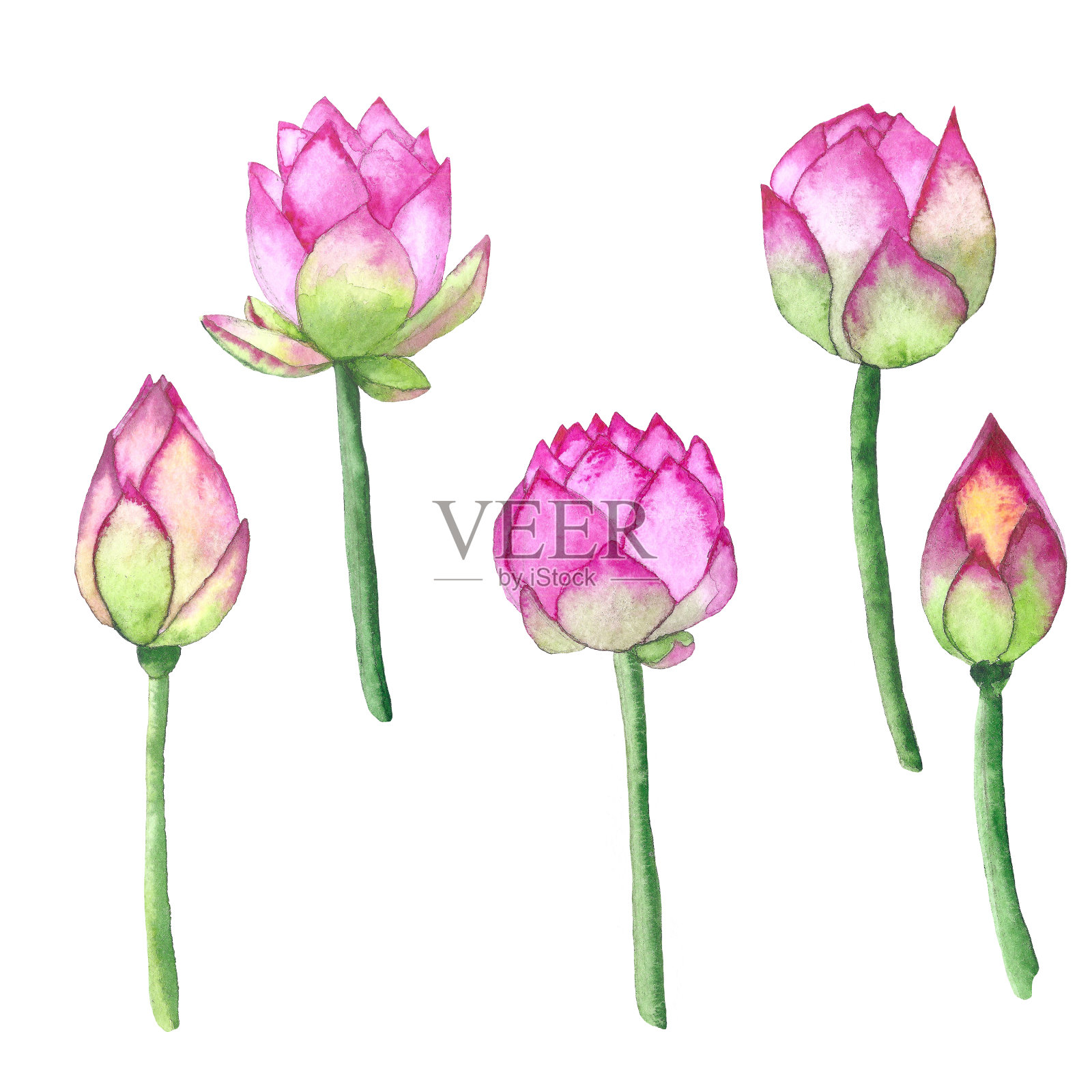 水彩莲花套设计元素图片