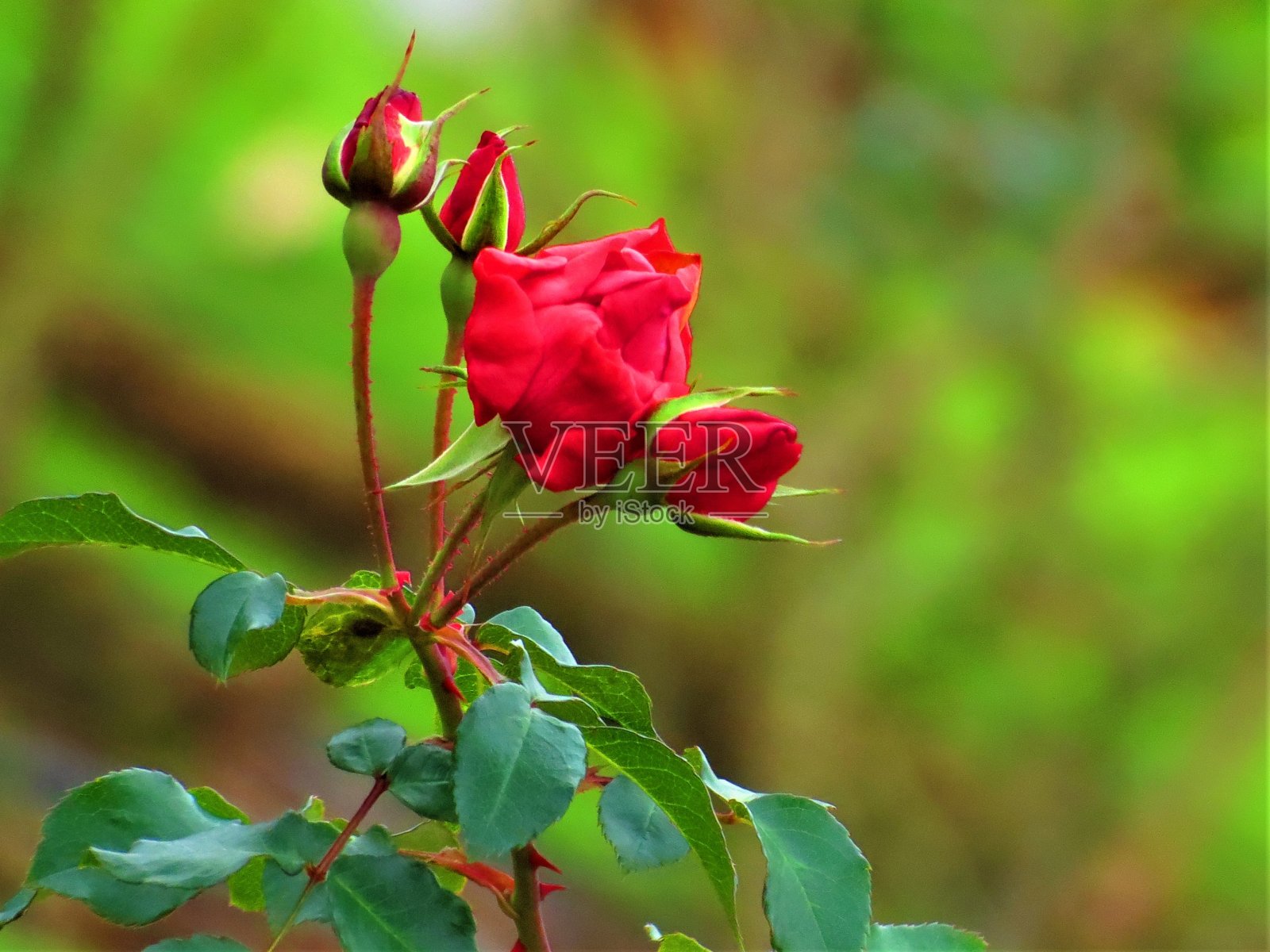 美丽的玫瑰花照片摄影图片