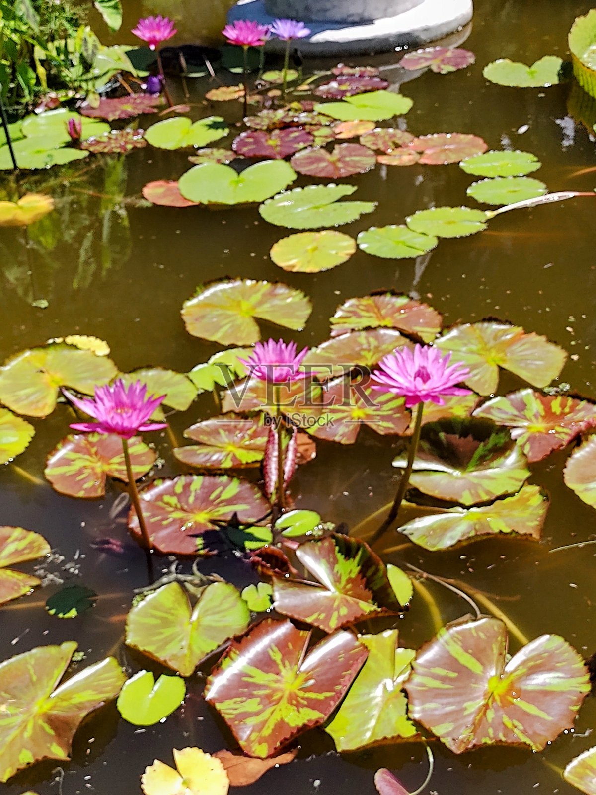 莲花照片摄影图片