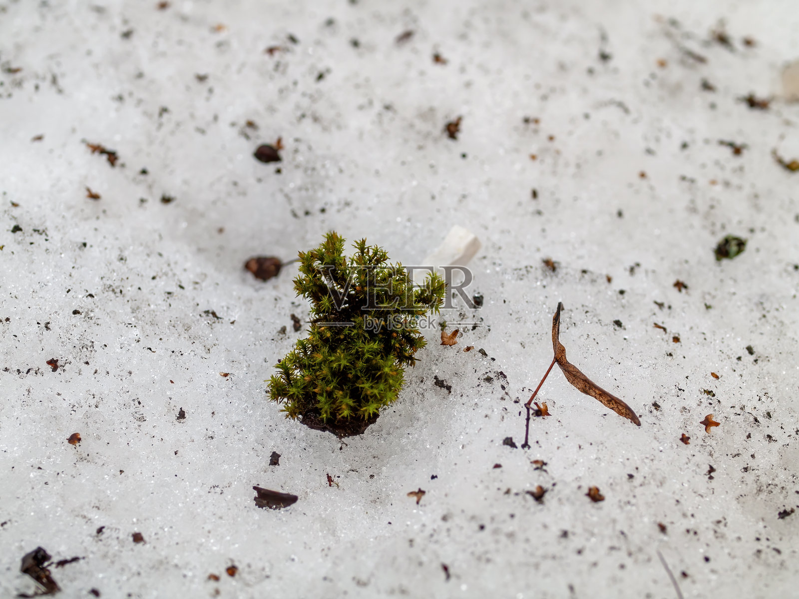 苔藓和烟蒂躺在雪地上照片摄影图片